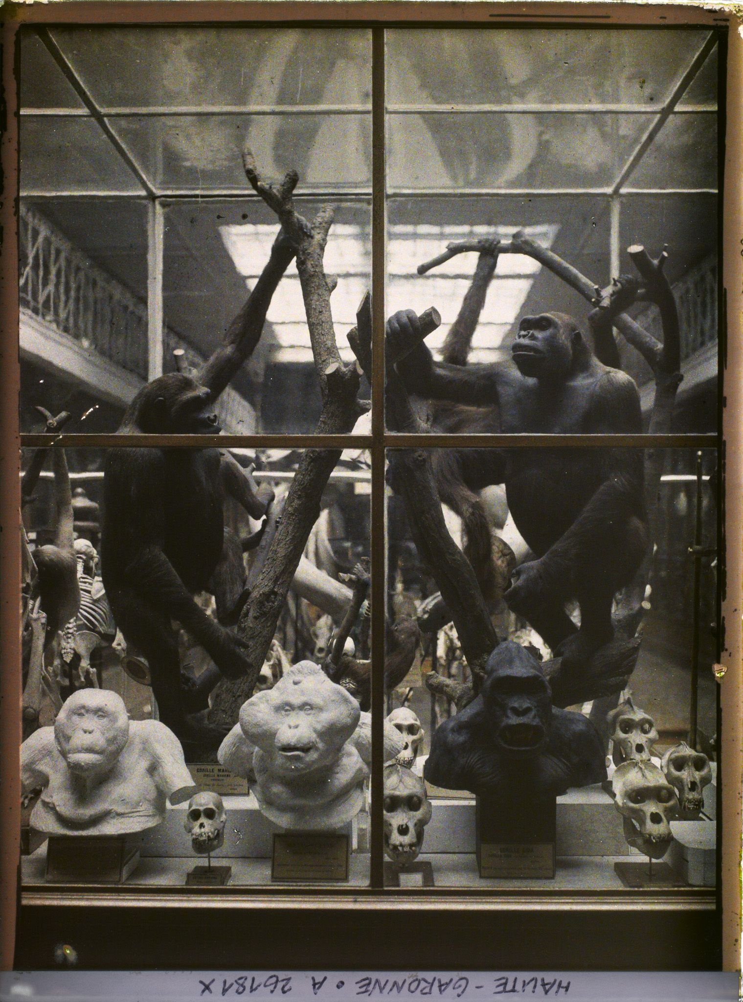 Image représentant Une des vitrines du museum d'histoire naturelle