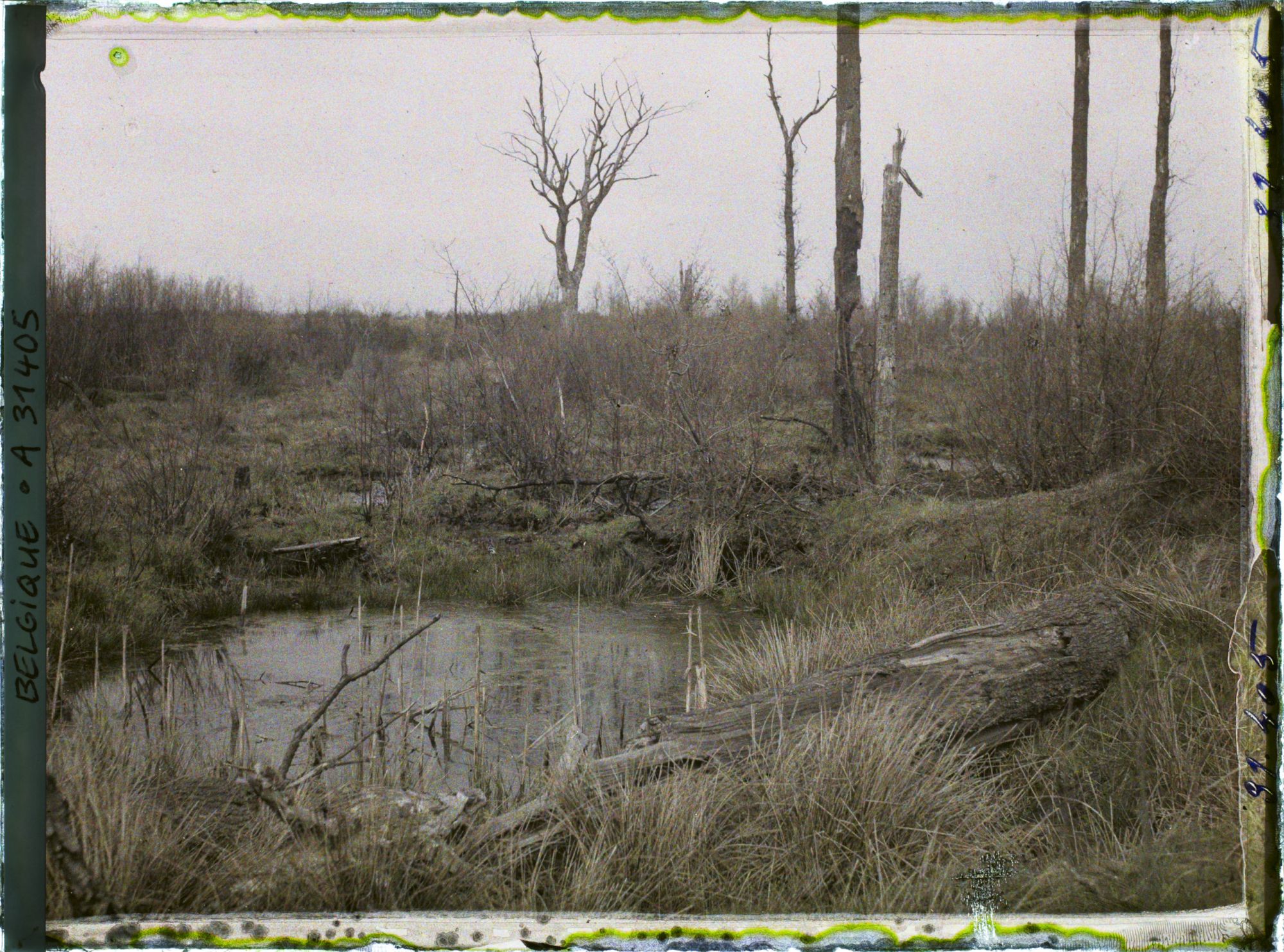 Image représentant Belgique, Forêt d' Houtuhlsd, Forêt d' Houtuhlsd; un aspect du sol et trous de marmites remplis d'eau