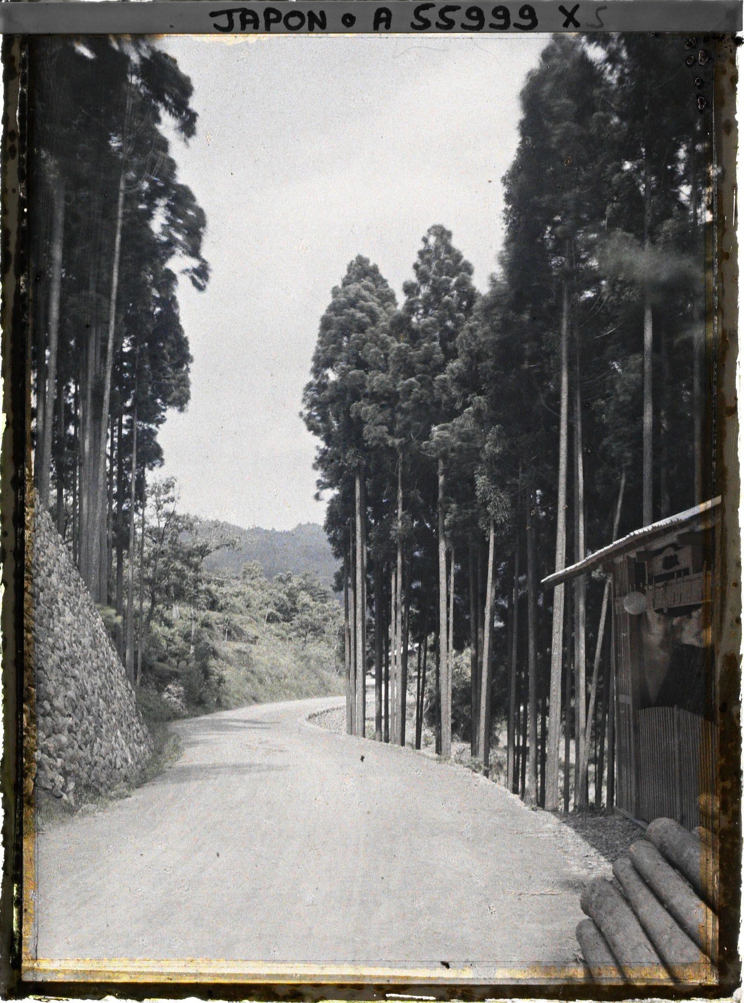 Image représentant Route bordée de cryptomerias (exploitation forestière?), probablement région de la Tamagawa