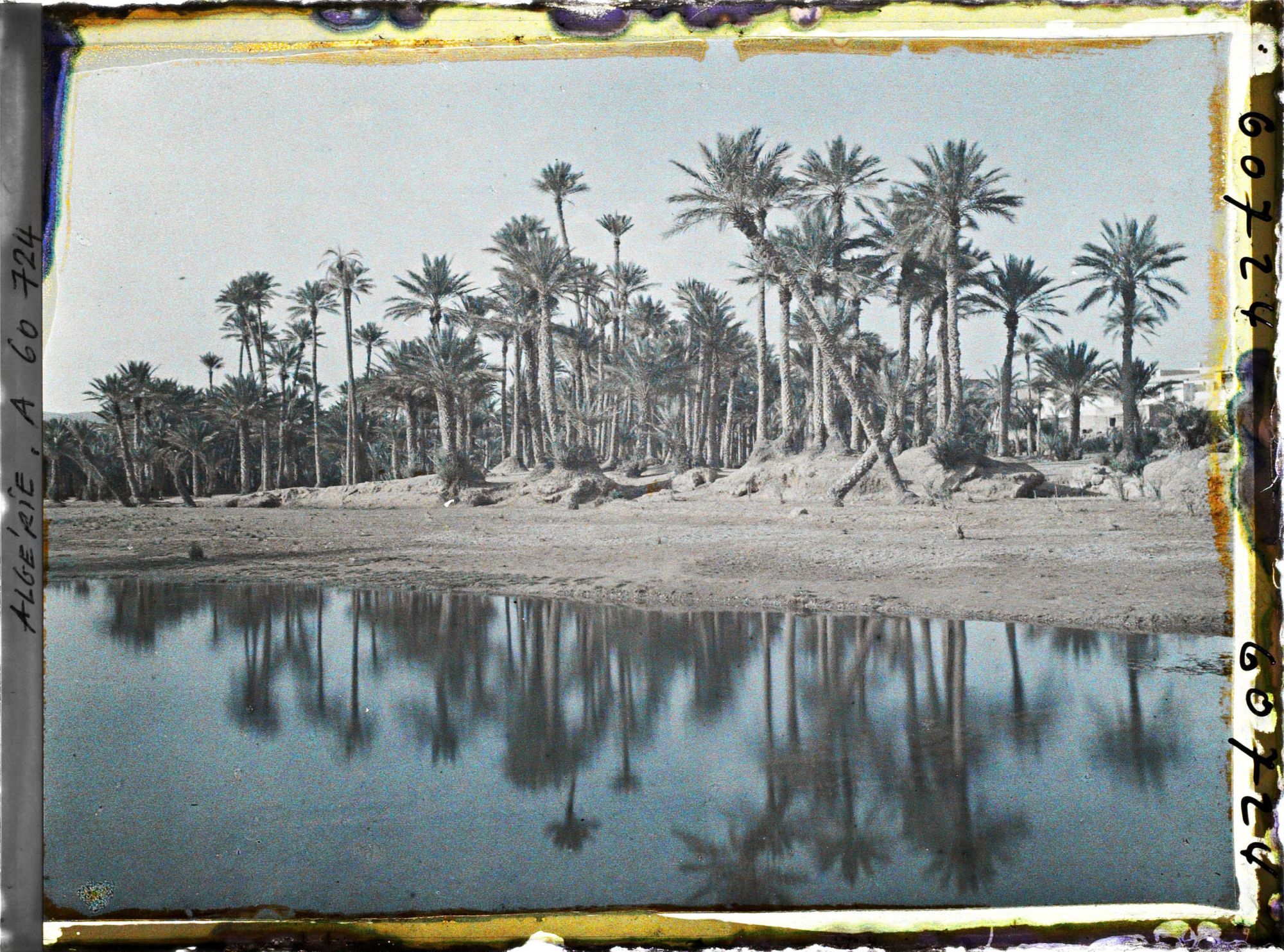 Image représentant La palmeraie au bord de l'oued Ouakda