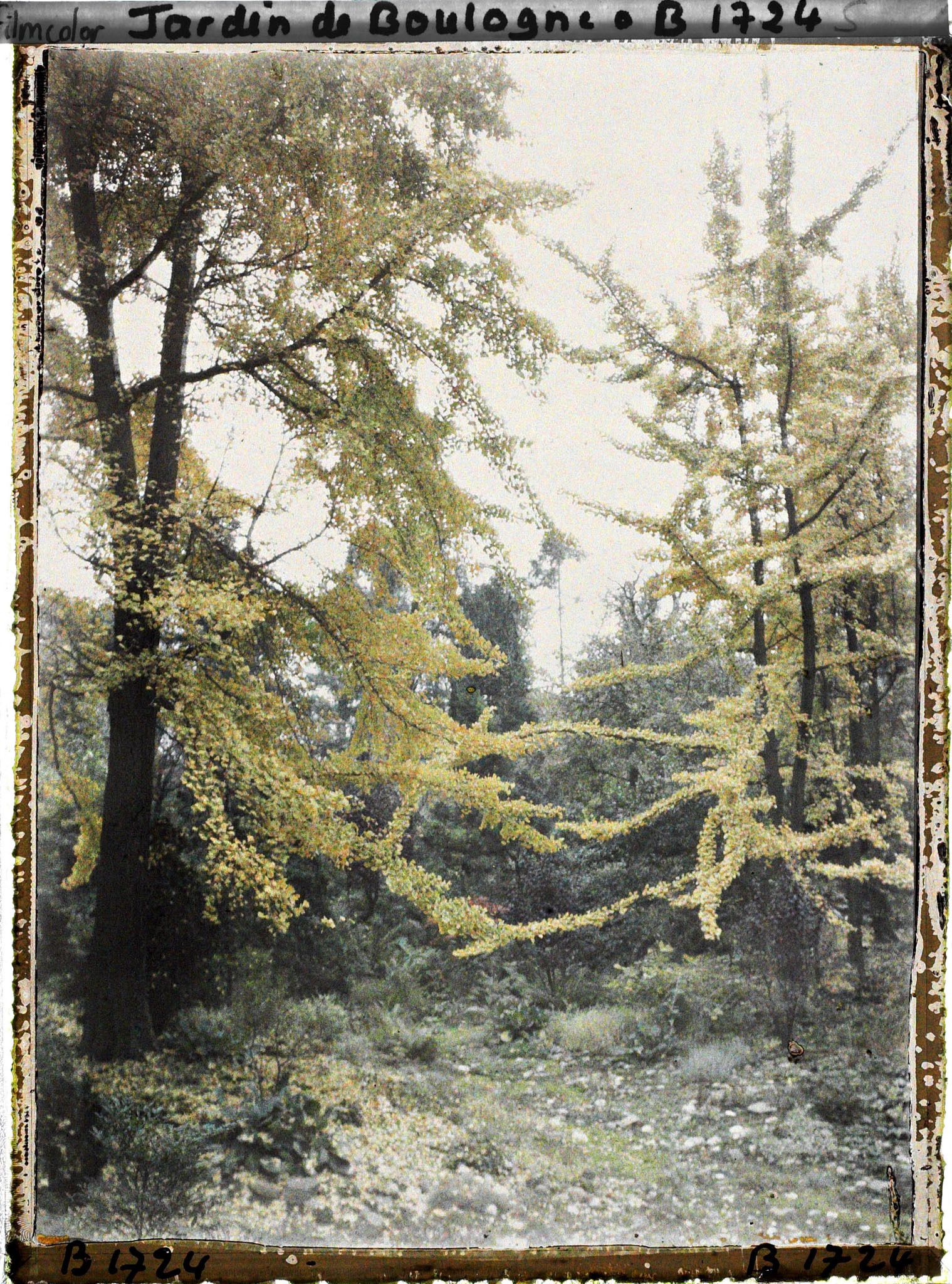 Image représentant Ginkgos du " jardin chinois " jaunissant à l'automne