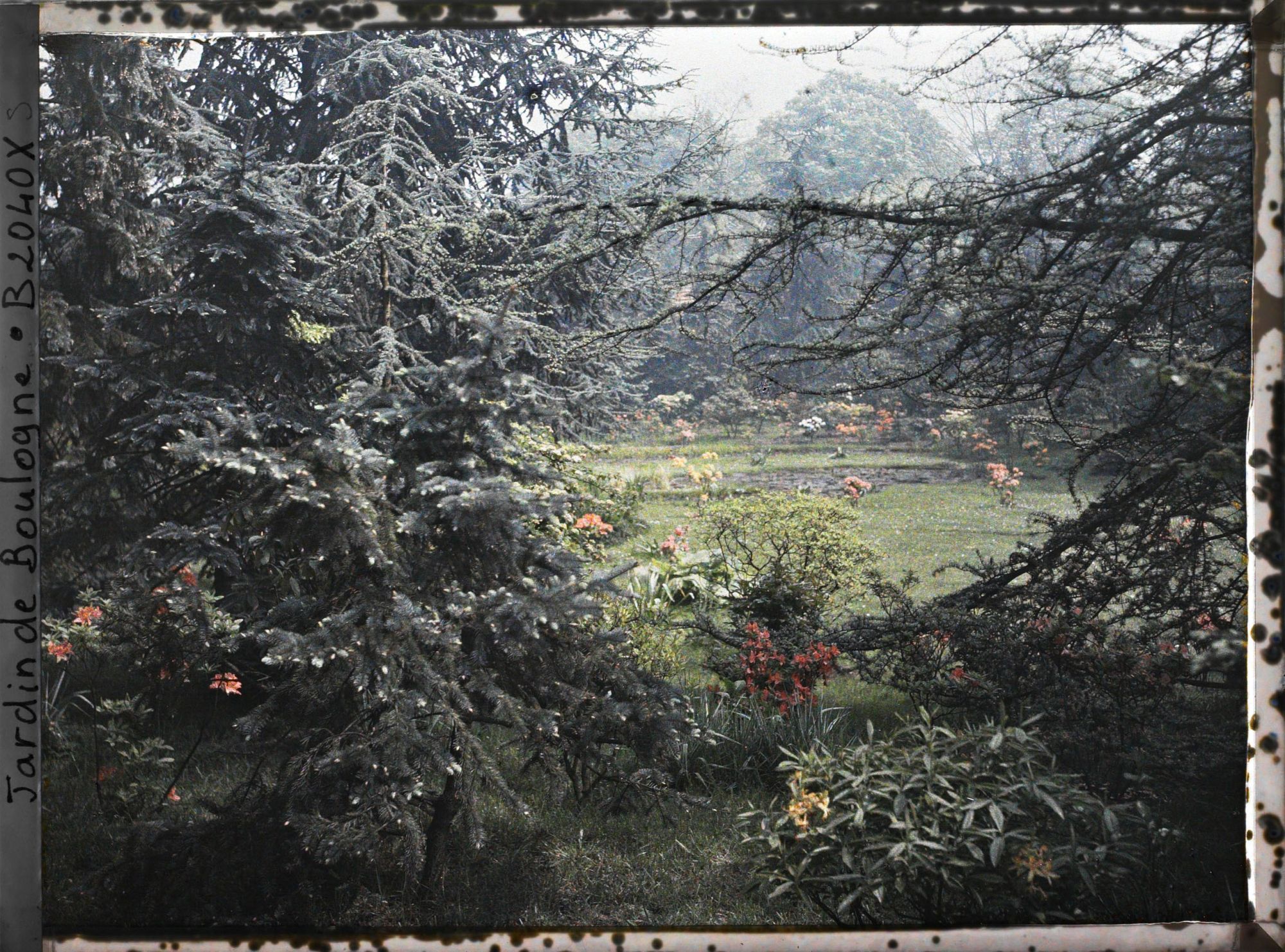 Image représentant Espace du marais en fleurs vu en direction du nord, entre deux arbres de la forêt bleue