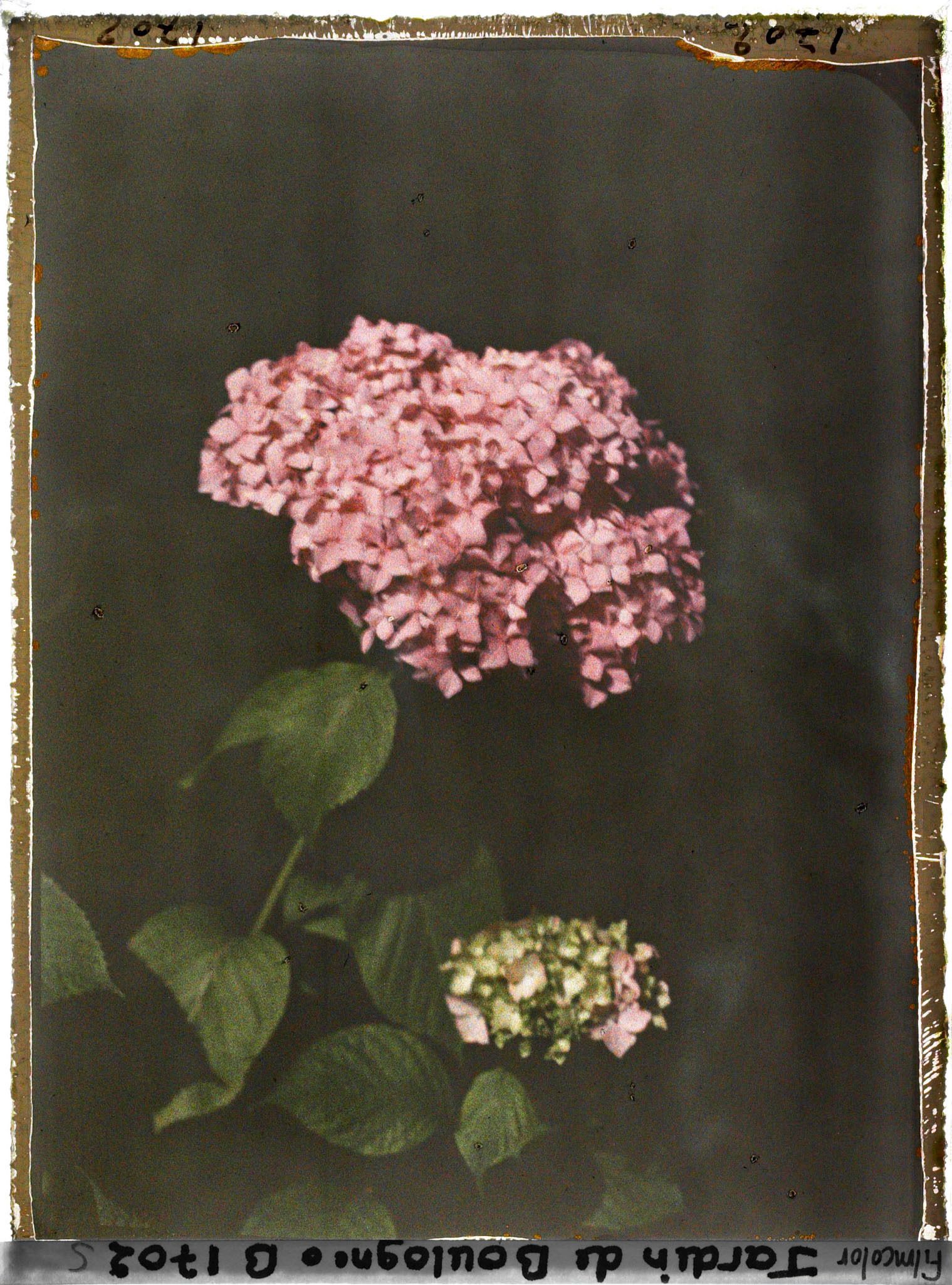 Image représentant Fleur d'hortensia