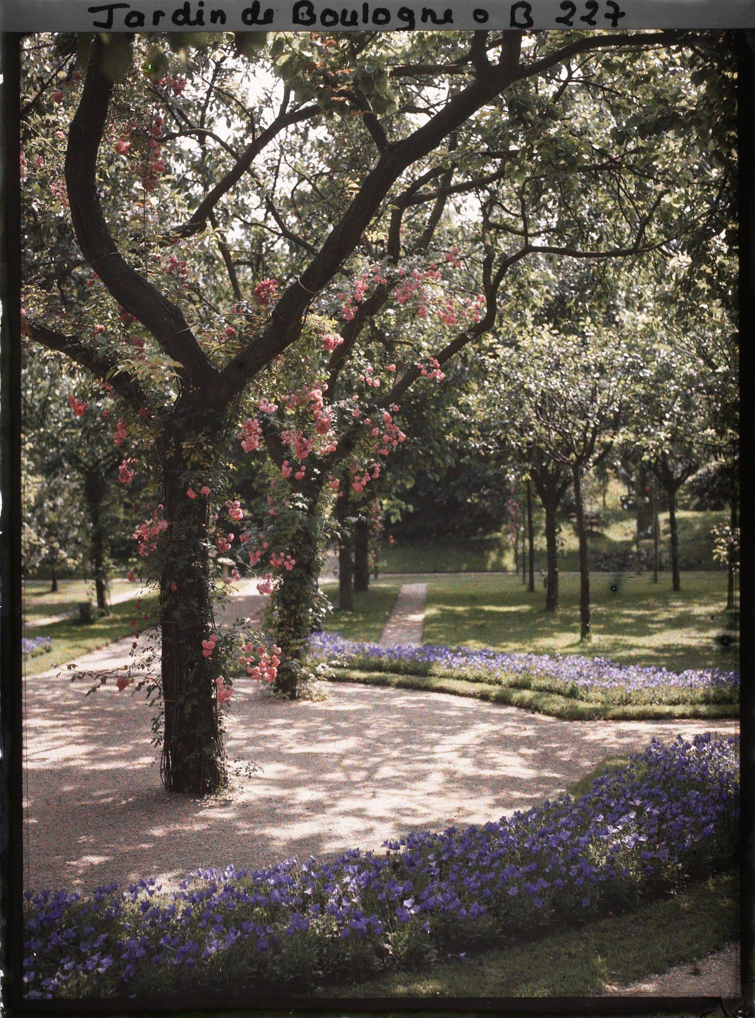 Image représentant Rond-point fleuri du verger-roseraie vu, non loin de la dépendance, en direction du jardin japonais