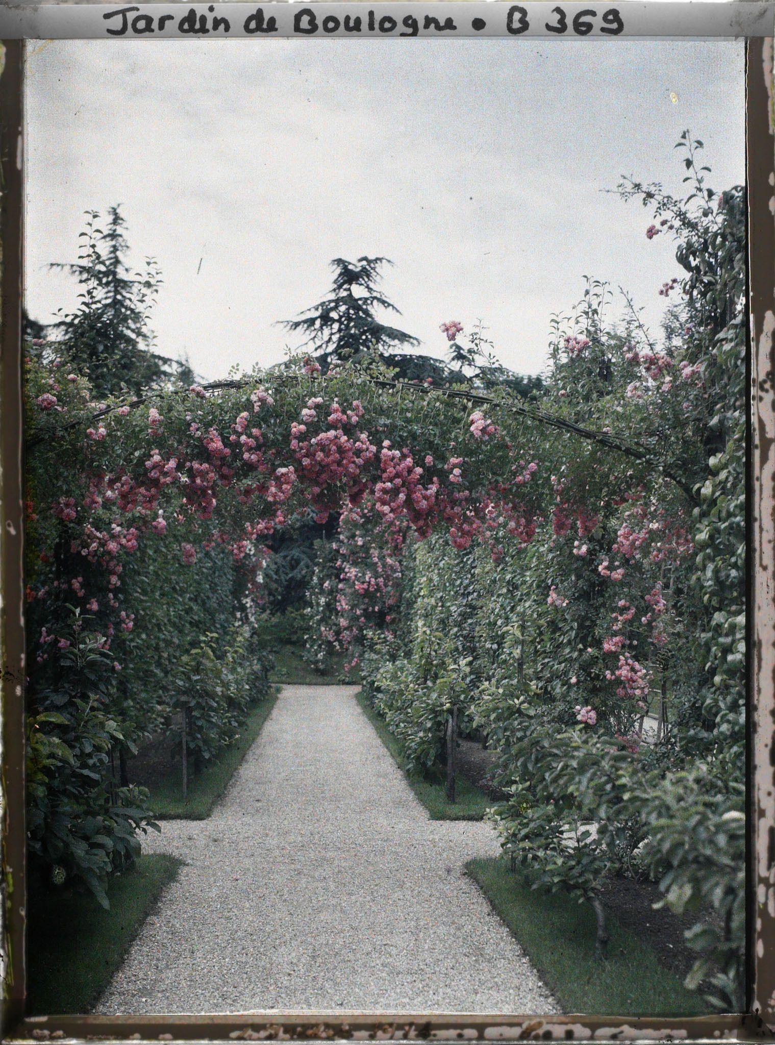 Image représentant Arches de roses au coeur du verger-roseraie et allée bordée de fruitiers palissés menant vers le sud