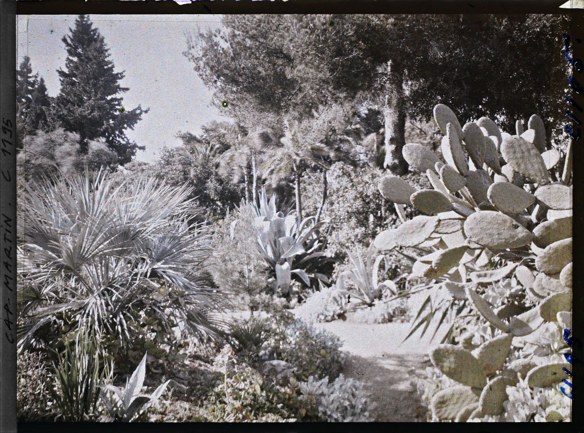 Image représentant le Jardin