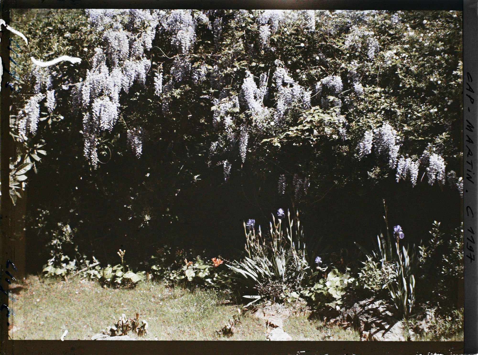 Image représentant Espace fleuri sous une glycine en fleurs