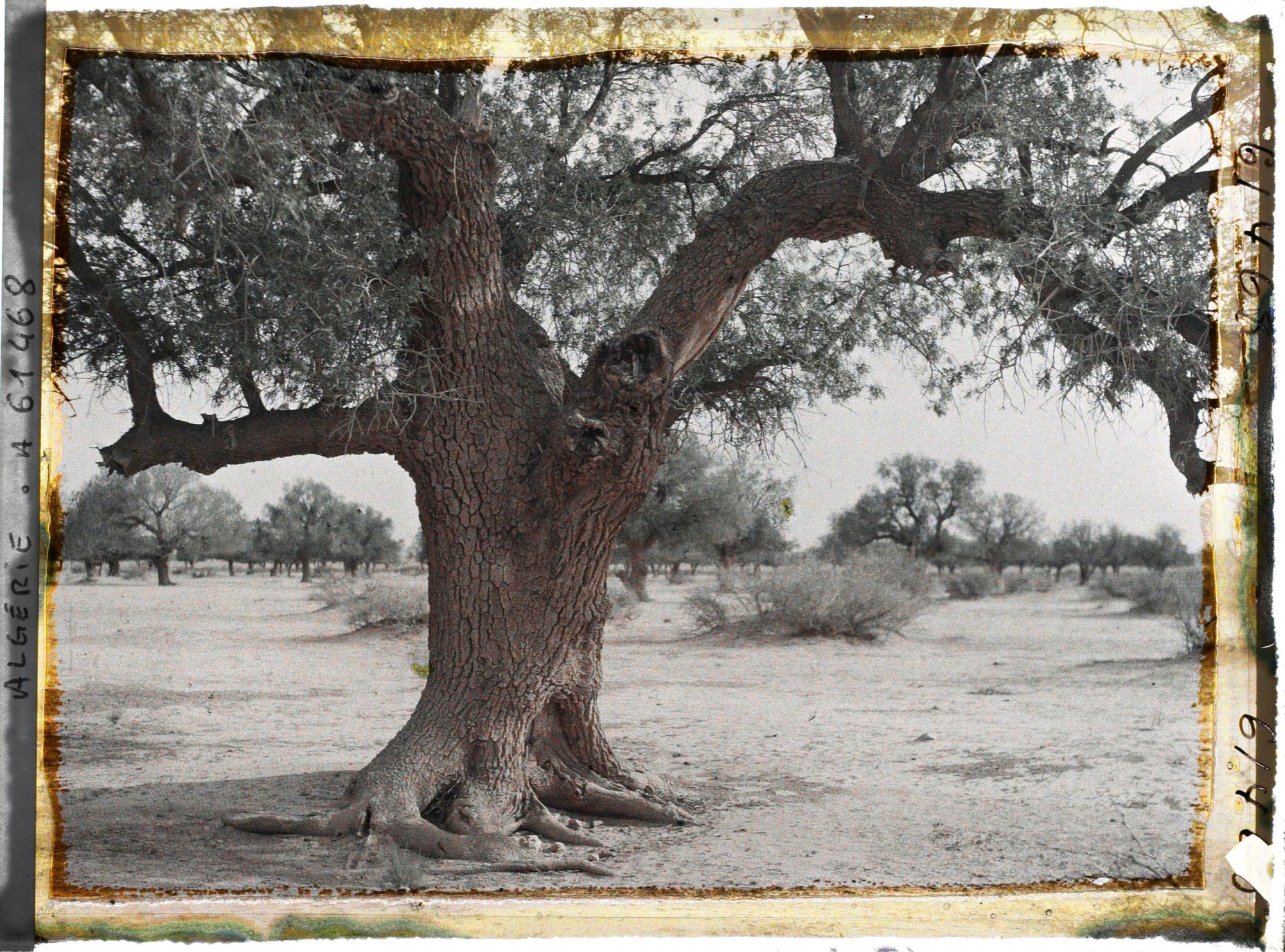 Image représentant Un vieux pistachier térébinthe