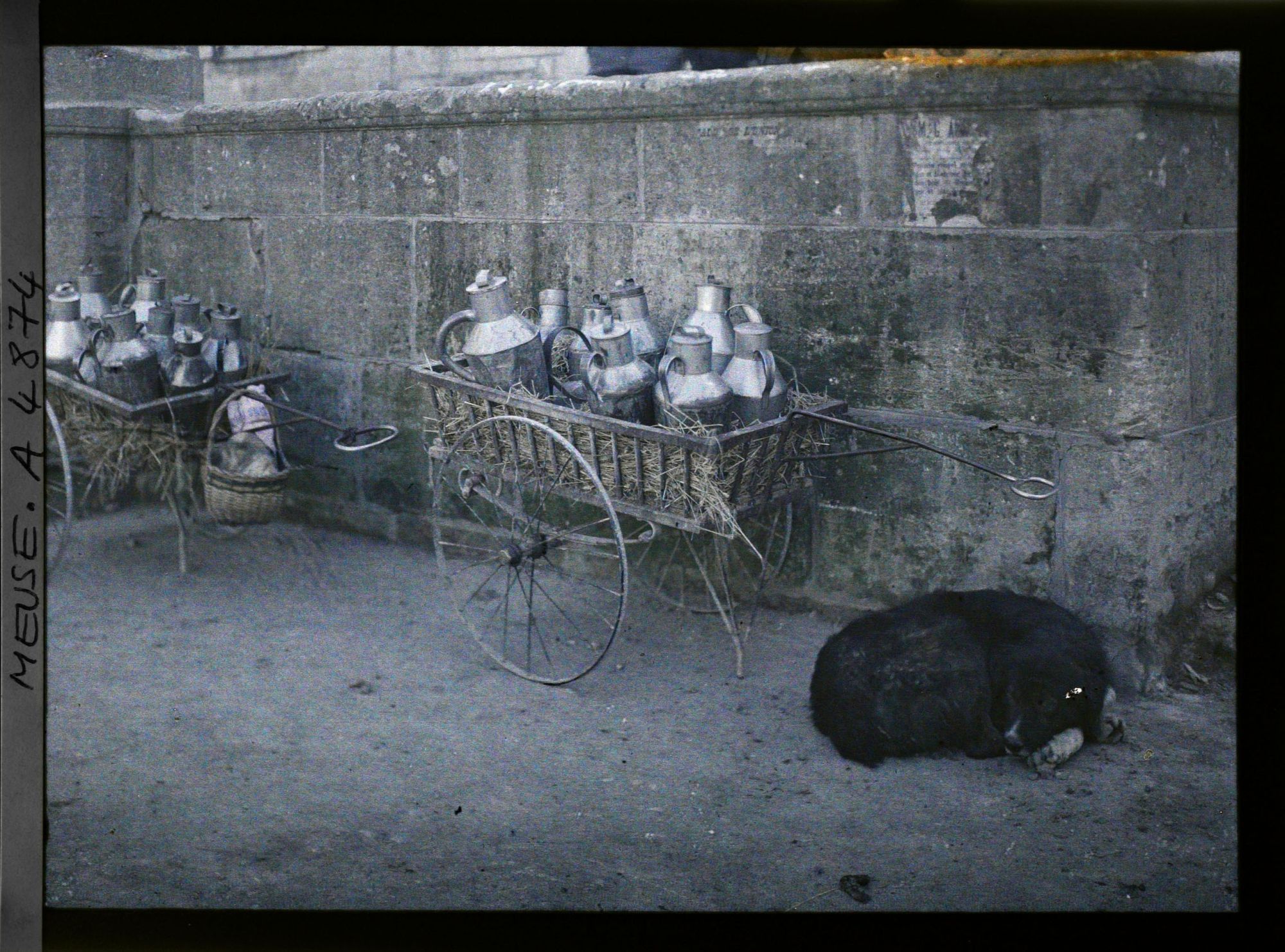Image représentant Voiturettes à lait et chien traîneur couché