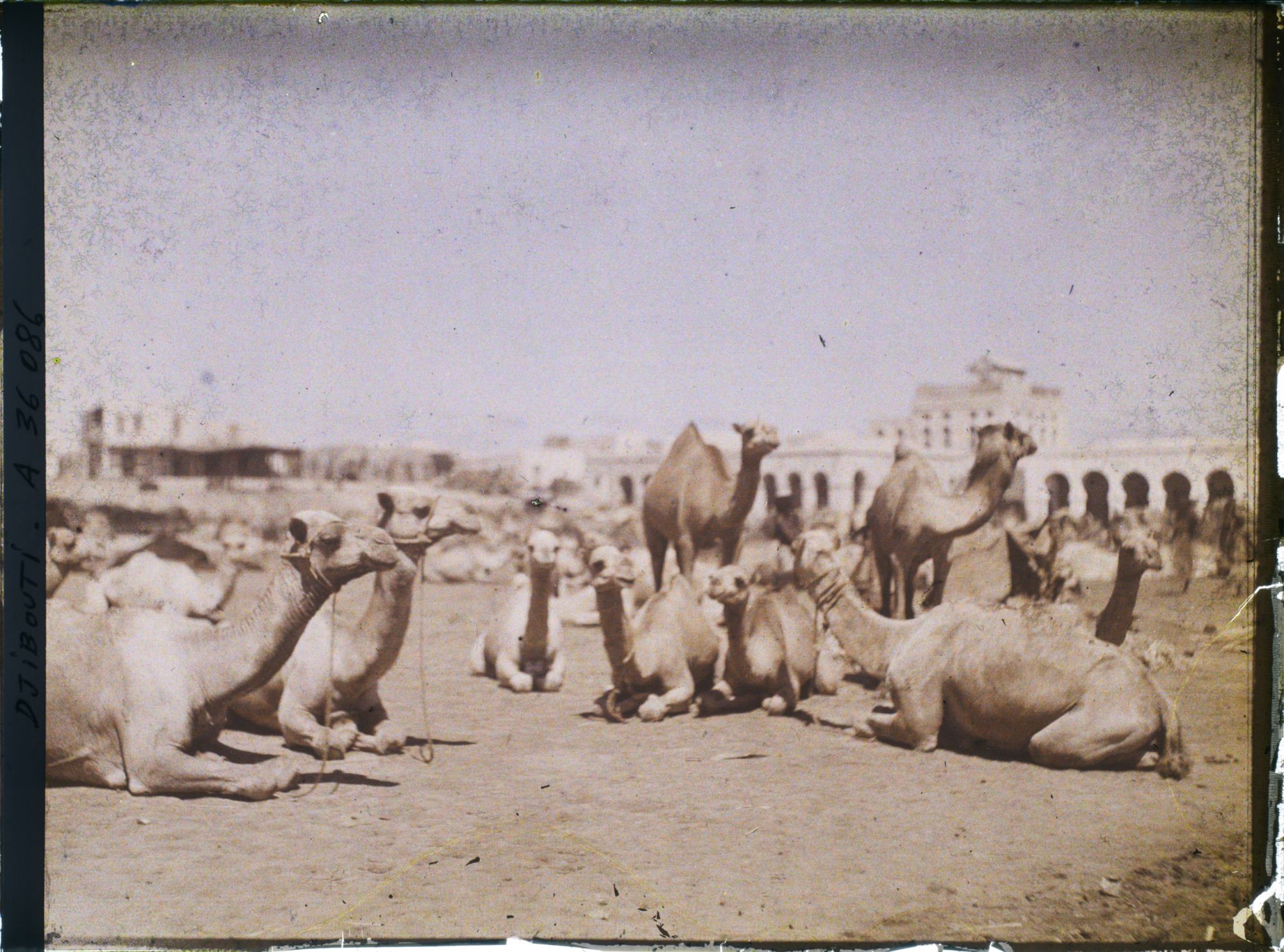 Image représentant Marché aux dromadaires