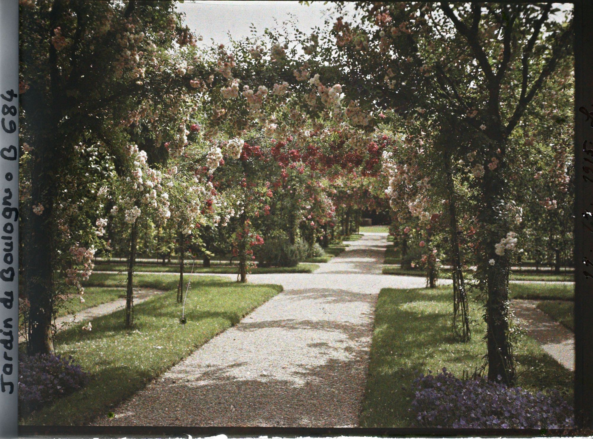 Image représentant Axe central du verger-roseraie vu en direction du jardin anglais, après le rond-point côté dépendance