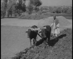Image représentant Scènes de la vie rurale aux alentours de Kaboul