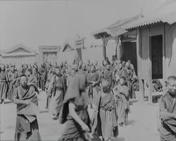 Image représentant Lamas dans les rues