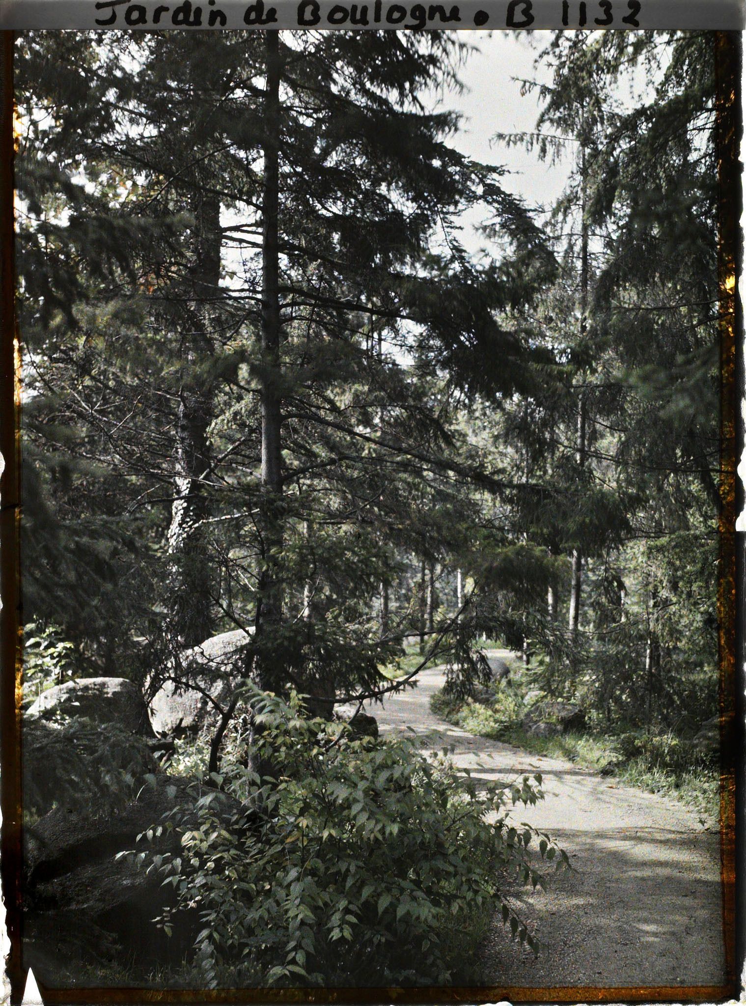 Image représentant La forêt vosgienne