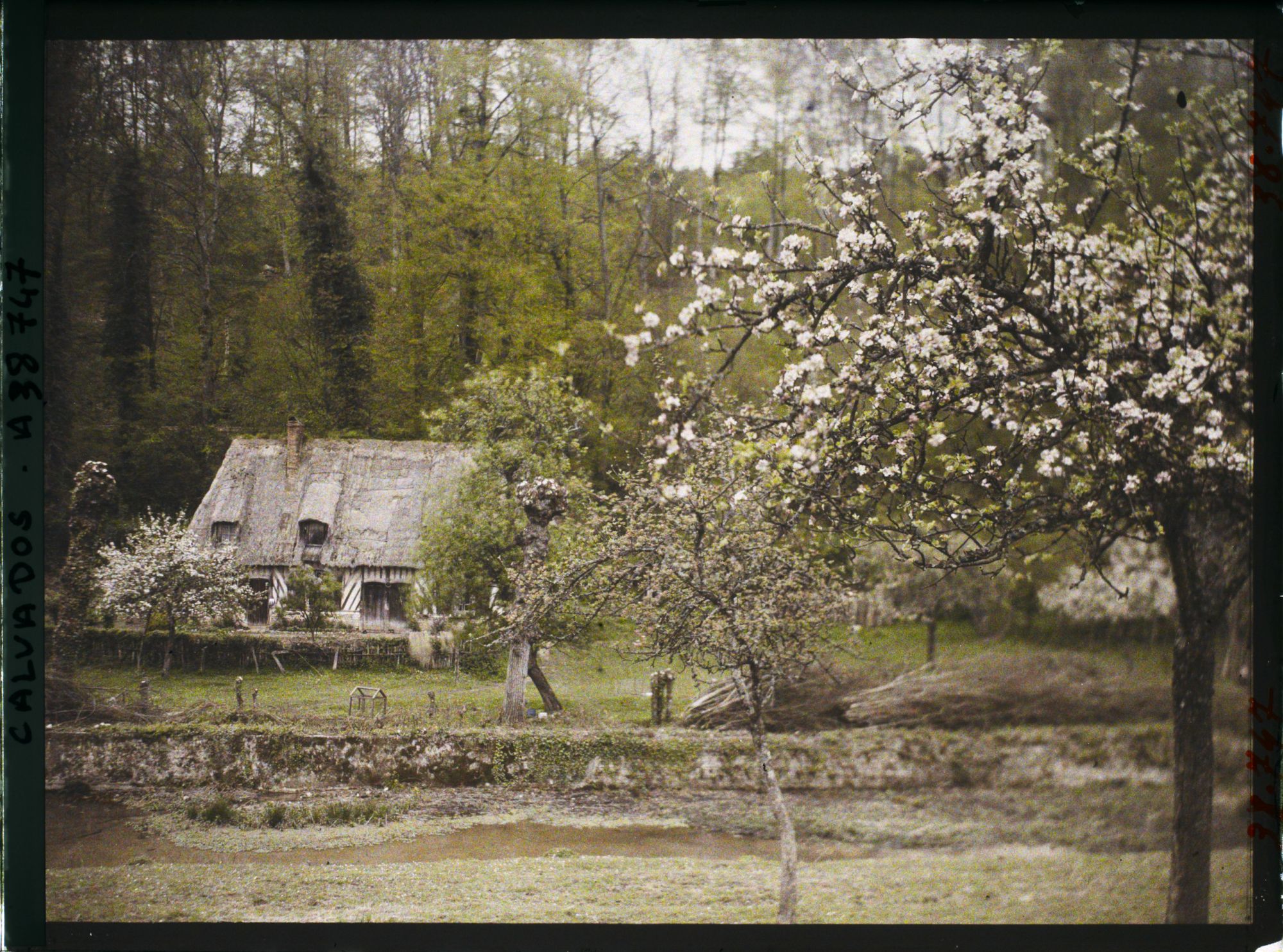 Image représentant Maison à colombages et pommiers