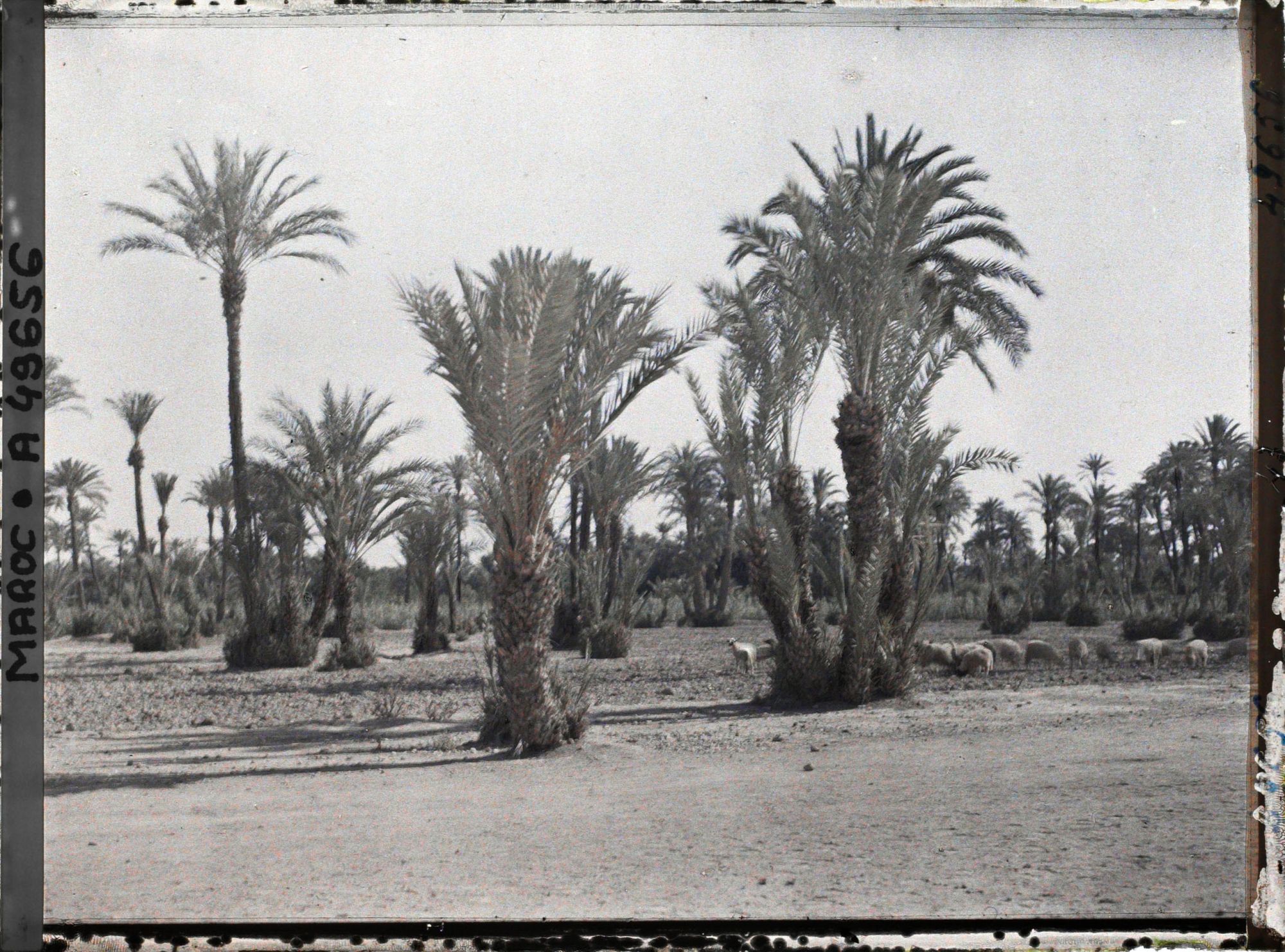 Image représentant Troupeau de moutons dans la palmeraie