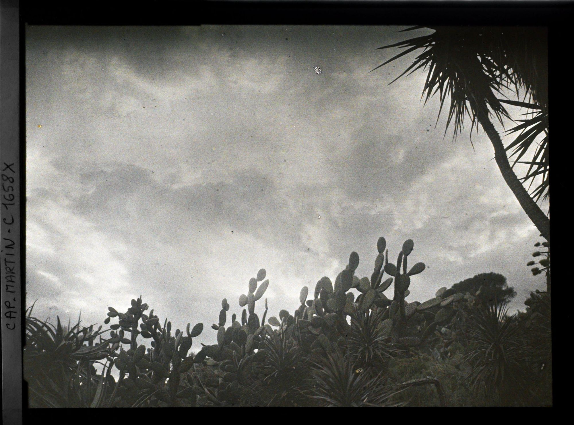 Image représentant Ensemble de plantes exotiques se découpant sur fond de ciel chargé