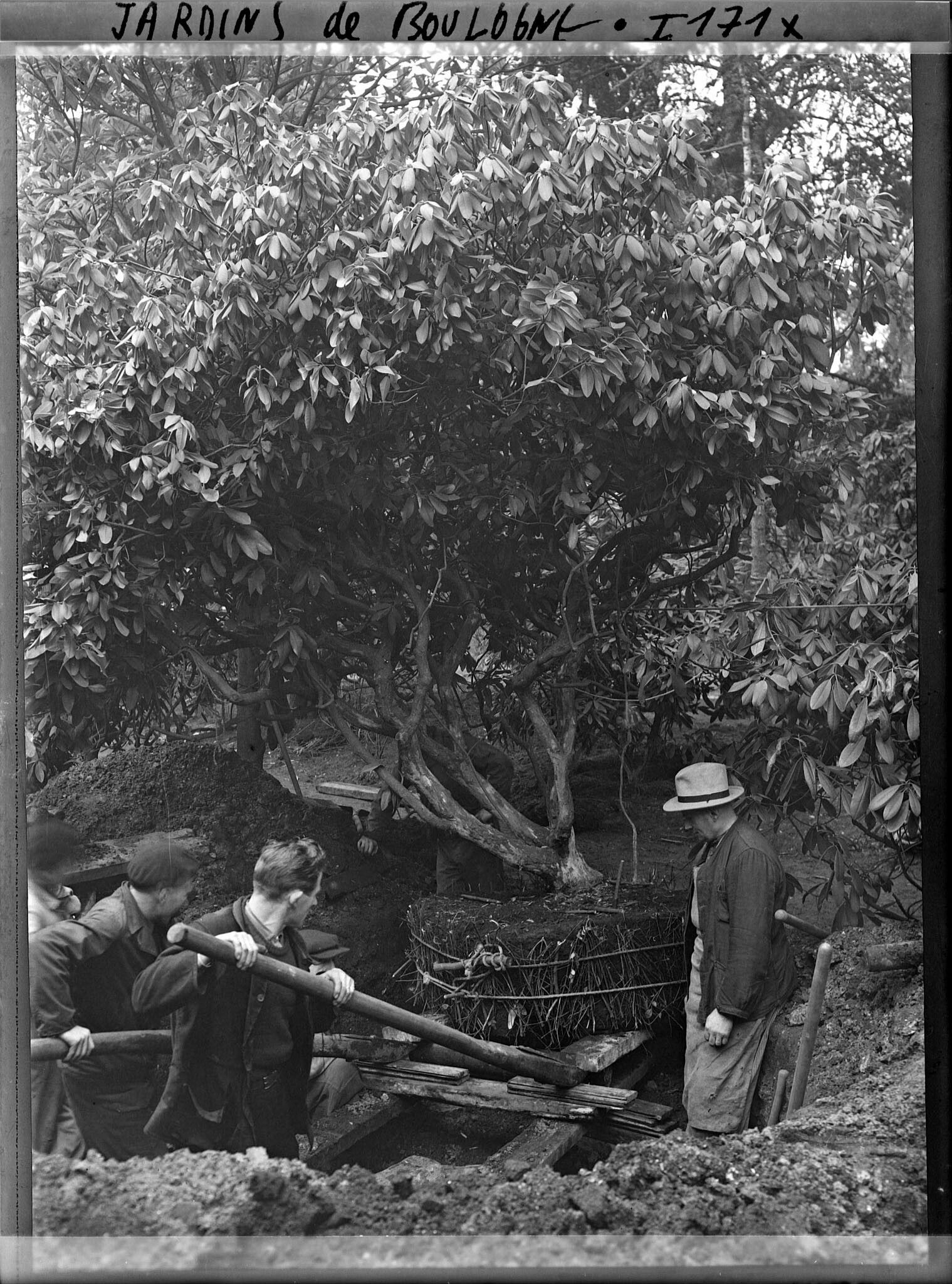 Image représentant Jardiniers procédant à la plantation d'un arbre