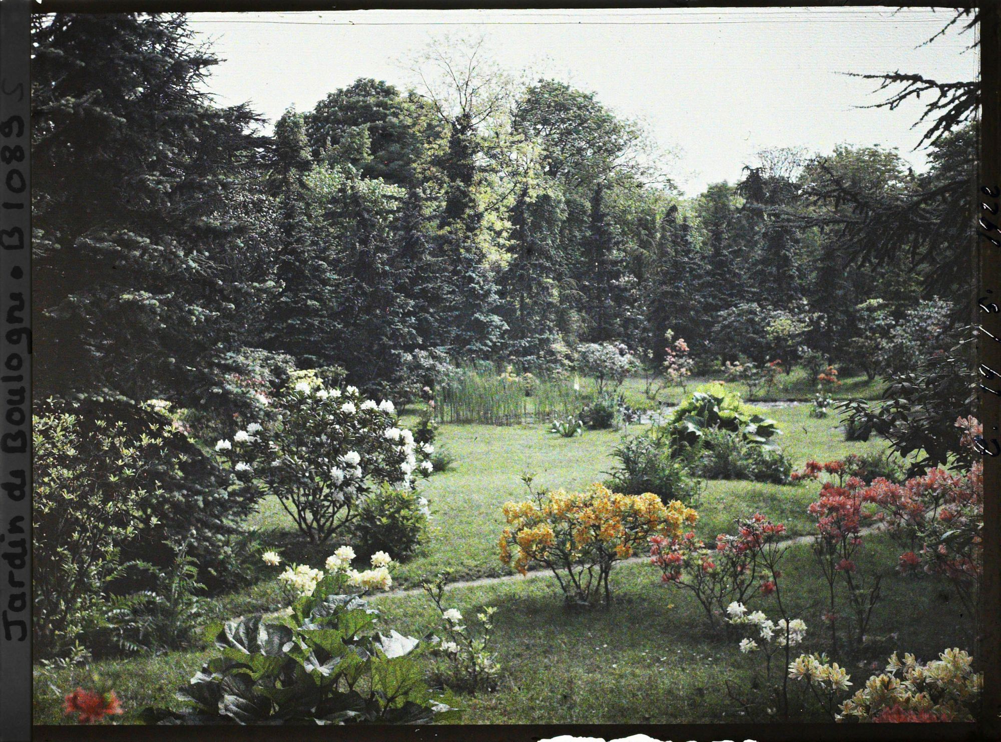 Image représentant Azalées et rhodos vers le marais