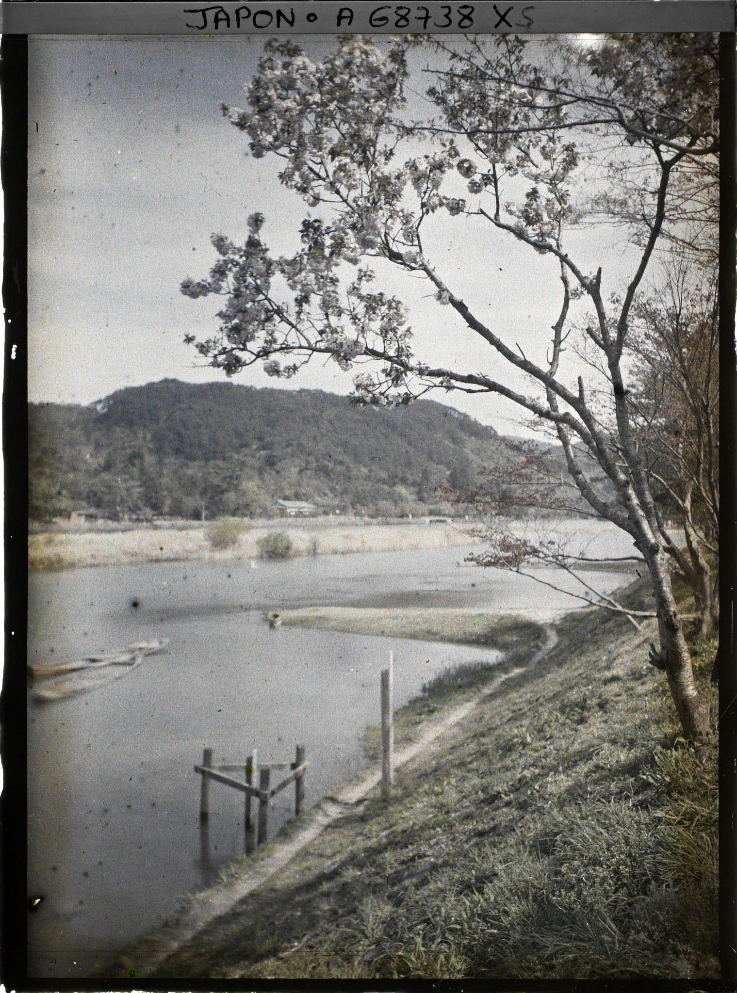 Image représentant Cerisiers en fleurs sur les rives de l'Ujigawa (rivière Uji)