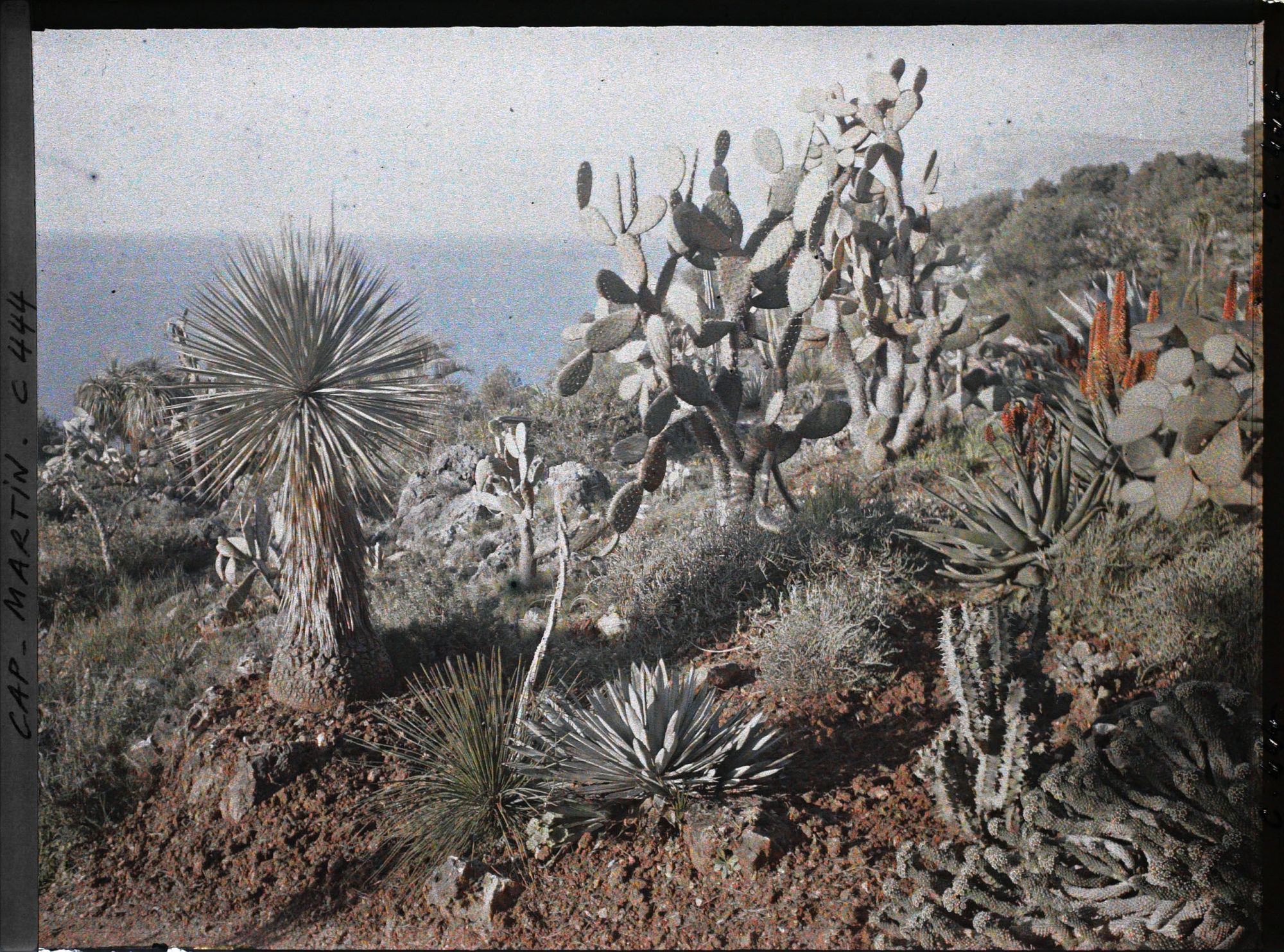 Image représentant Cactus, aloès dans le jardin de la propriété