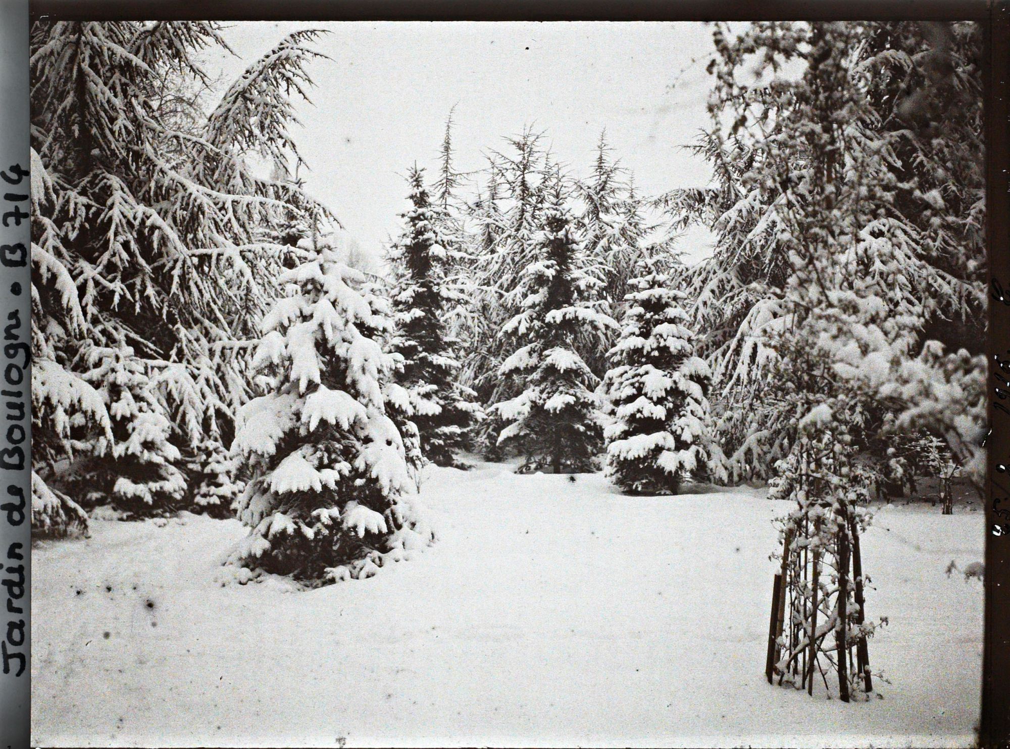 Image représentant Forêt bleue sous la neige