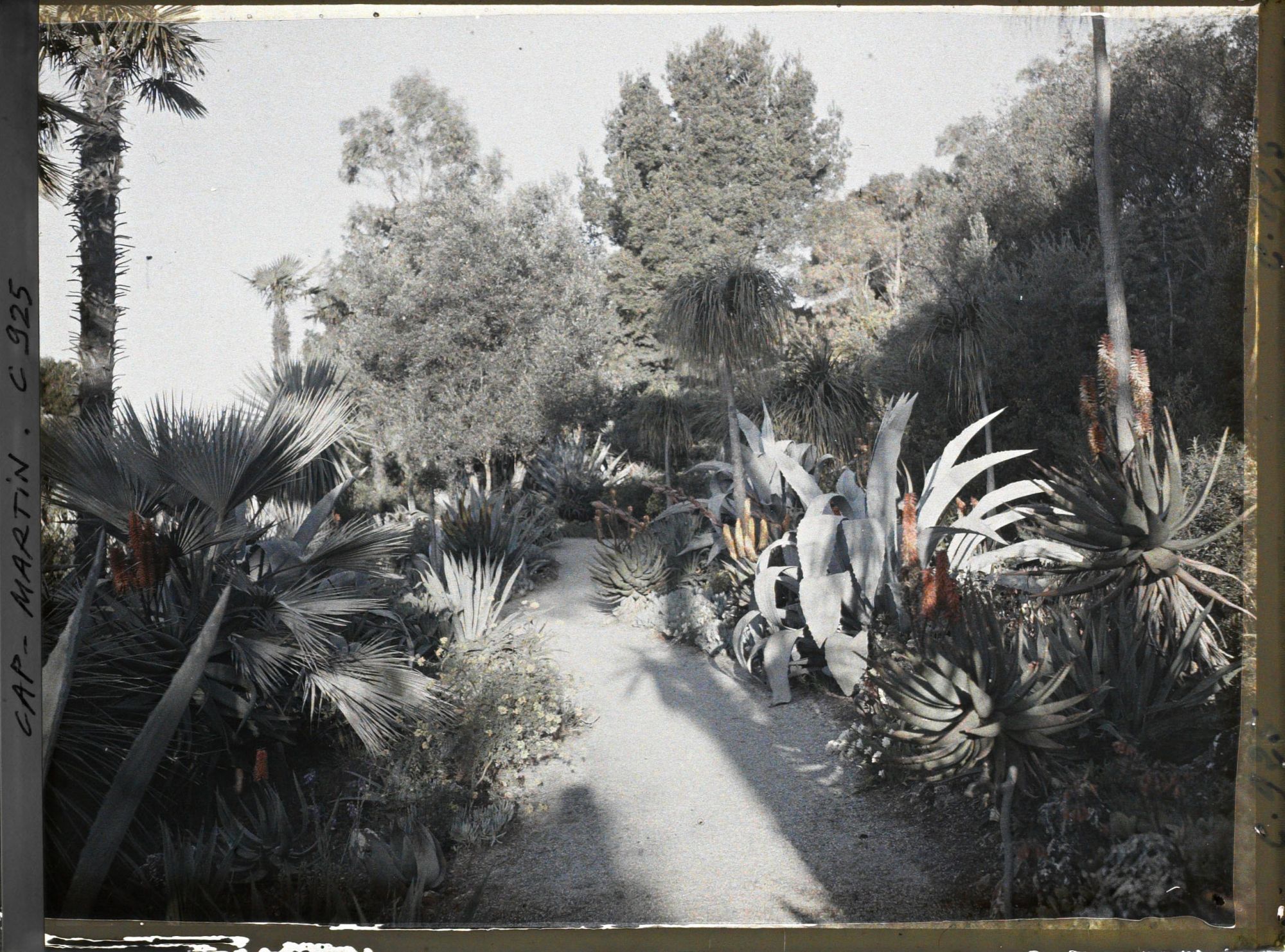 Image représentant Le Jardin (matin)