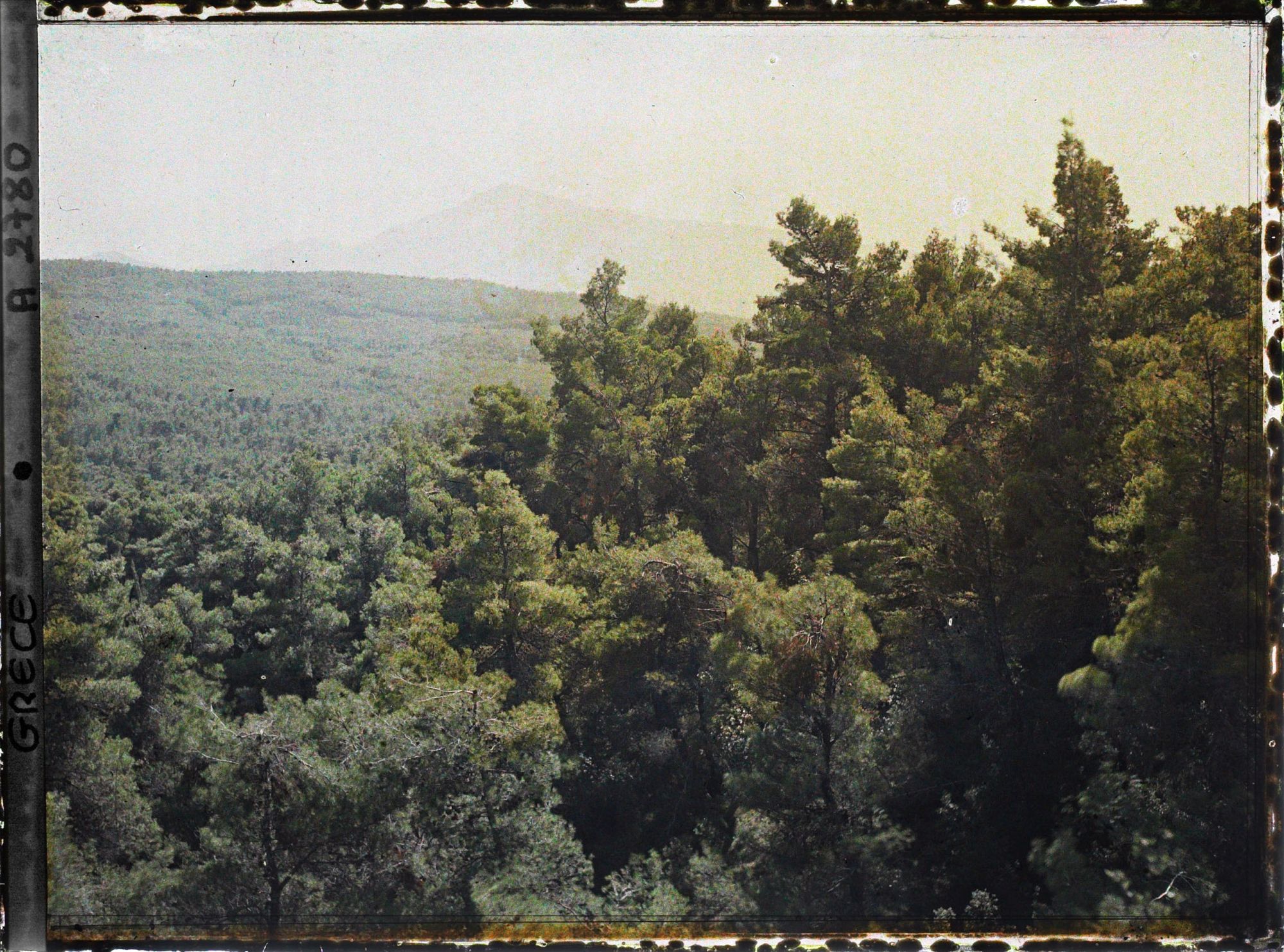Image représentant Les bois de pins de Tatoï, au fond, le Parnes