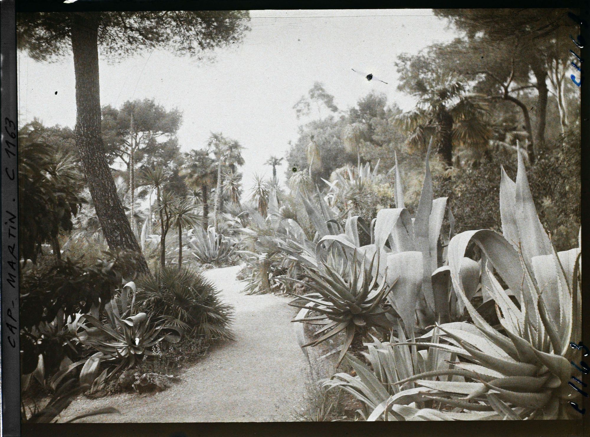 Image représentant le jardin