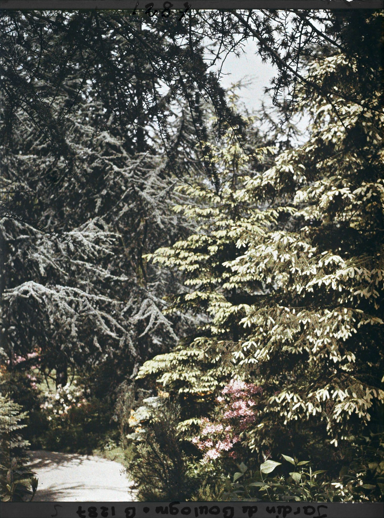 Image représentant La forêt dorée et la forêt bleue