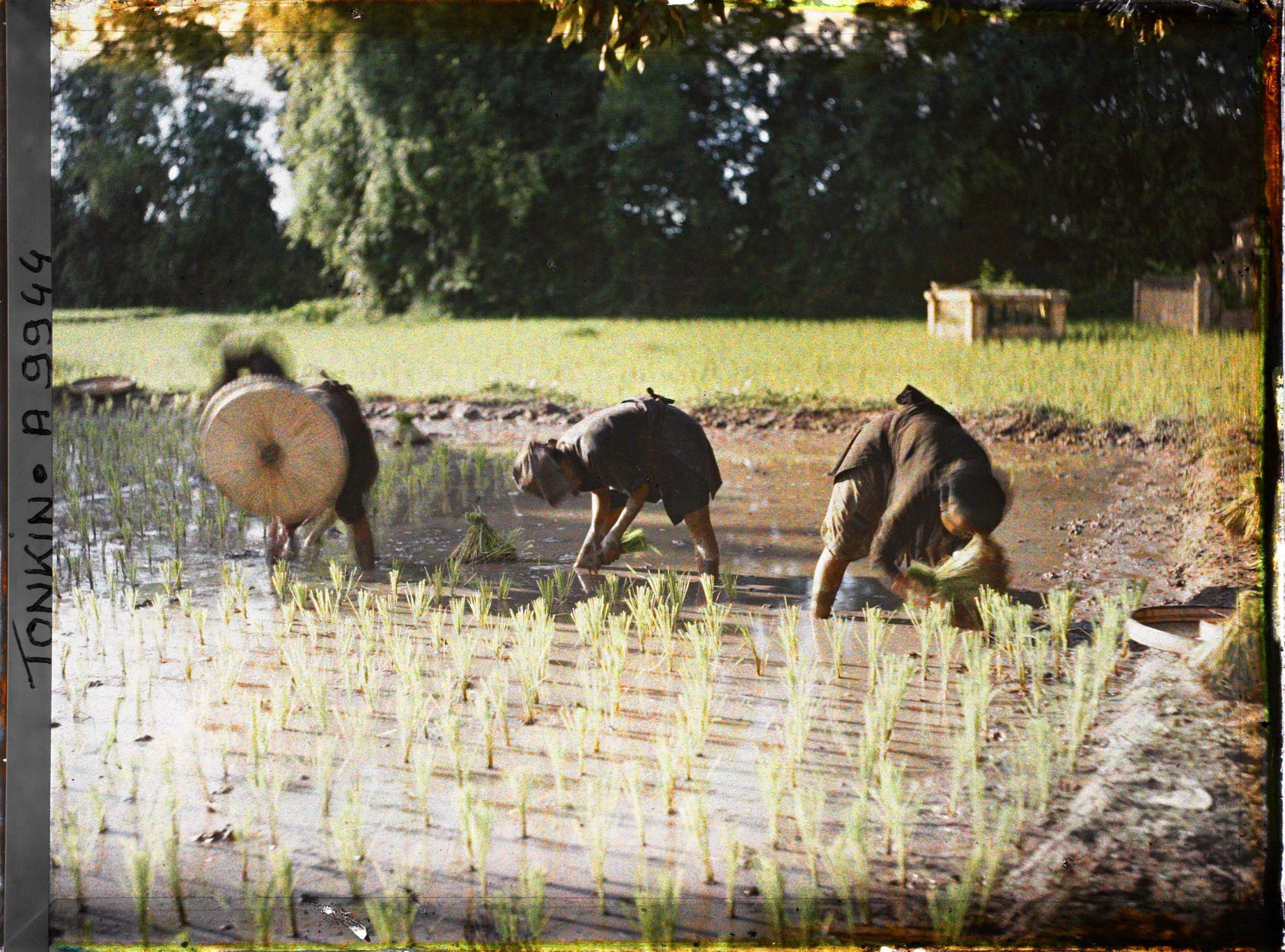Image représentant Le repiquage du riz pour la récolte de novembre