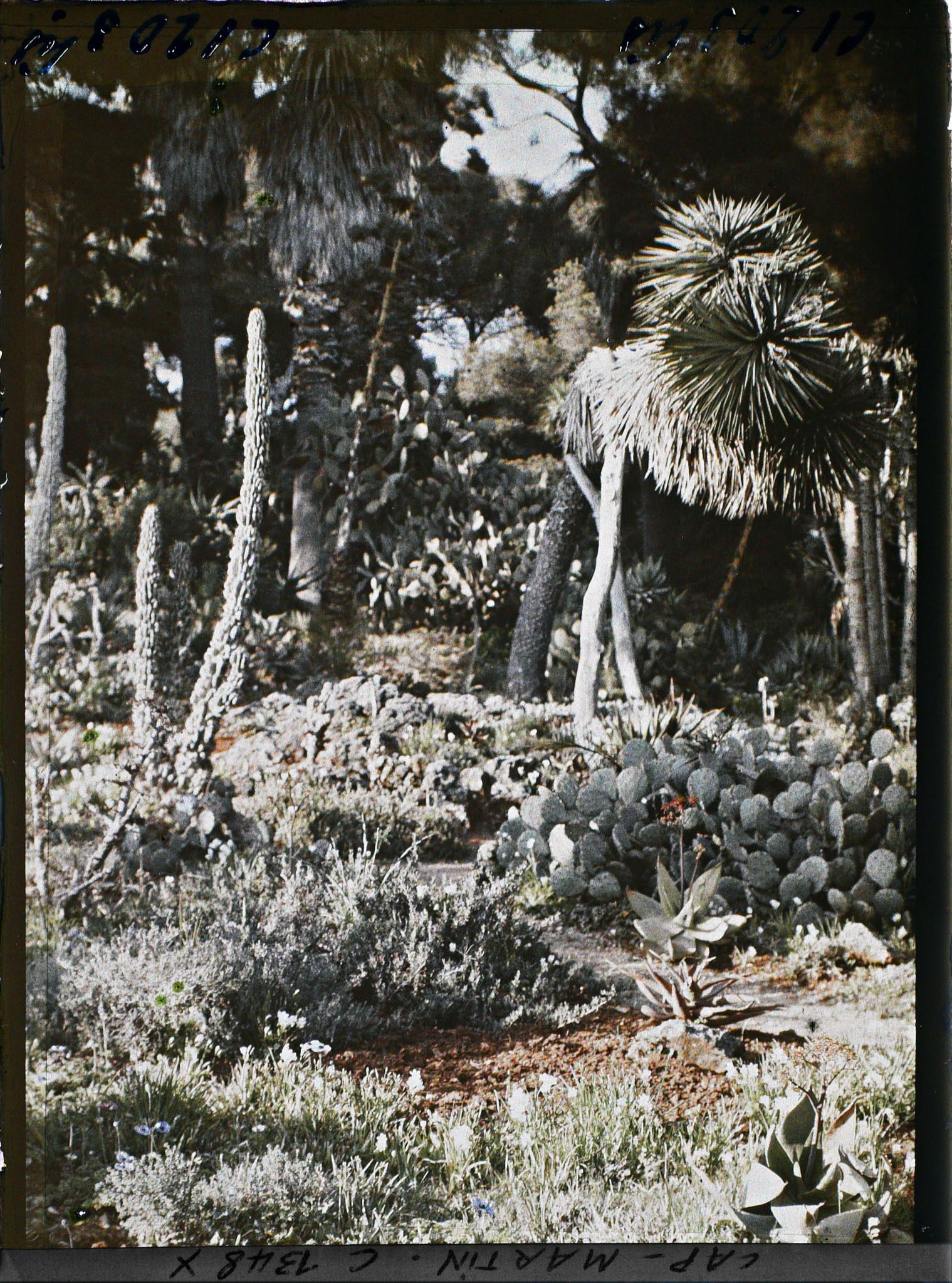 Image représentant Le jardin