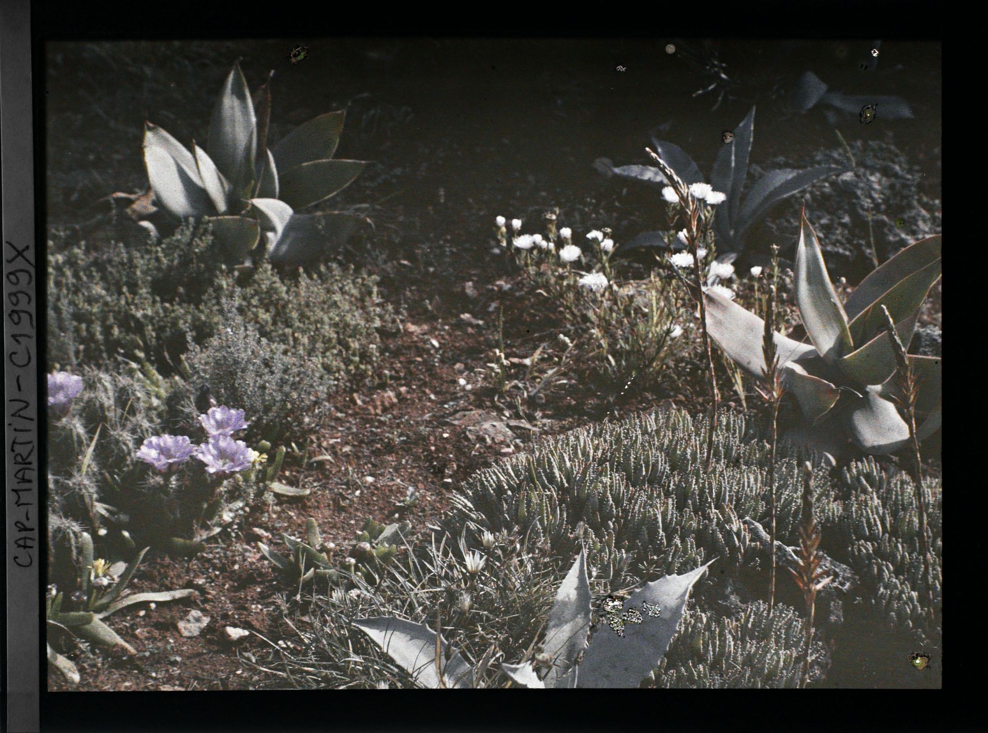 Image représentant Etroit sentier de terre sillonnant entre cactus, aloès et autres plantes en fleurs, vue prise à 8 h