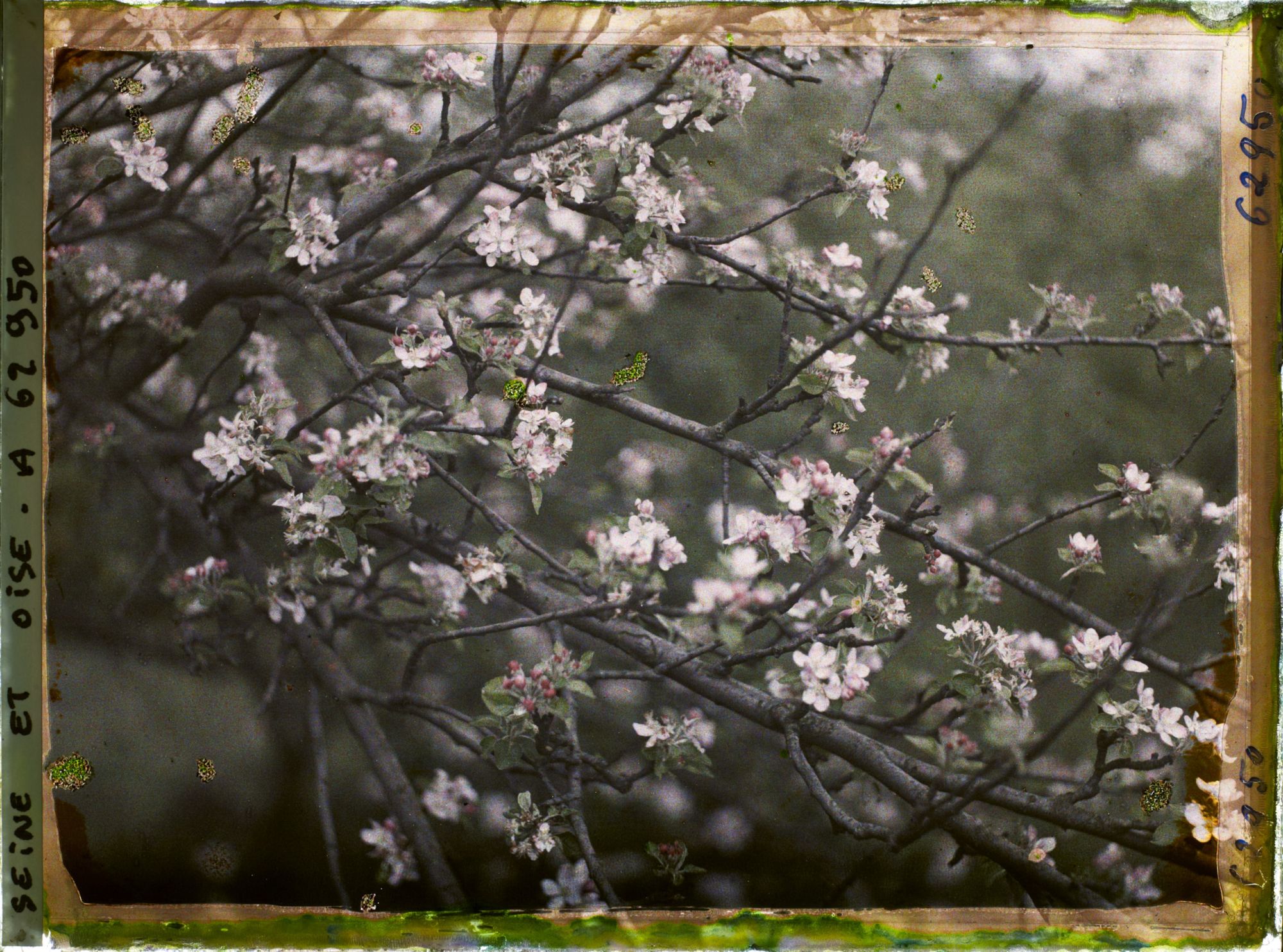 Image représentant Ile de France, Frepillon, Branche de pommier en fleurs
