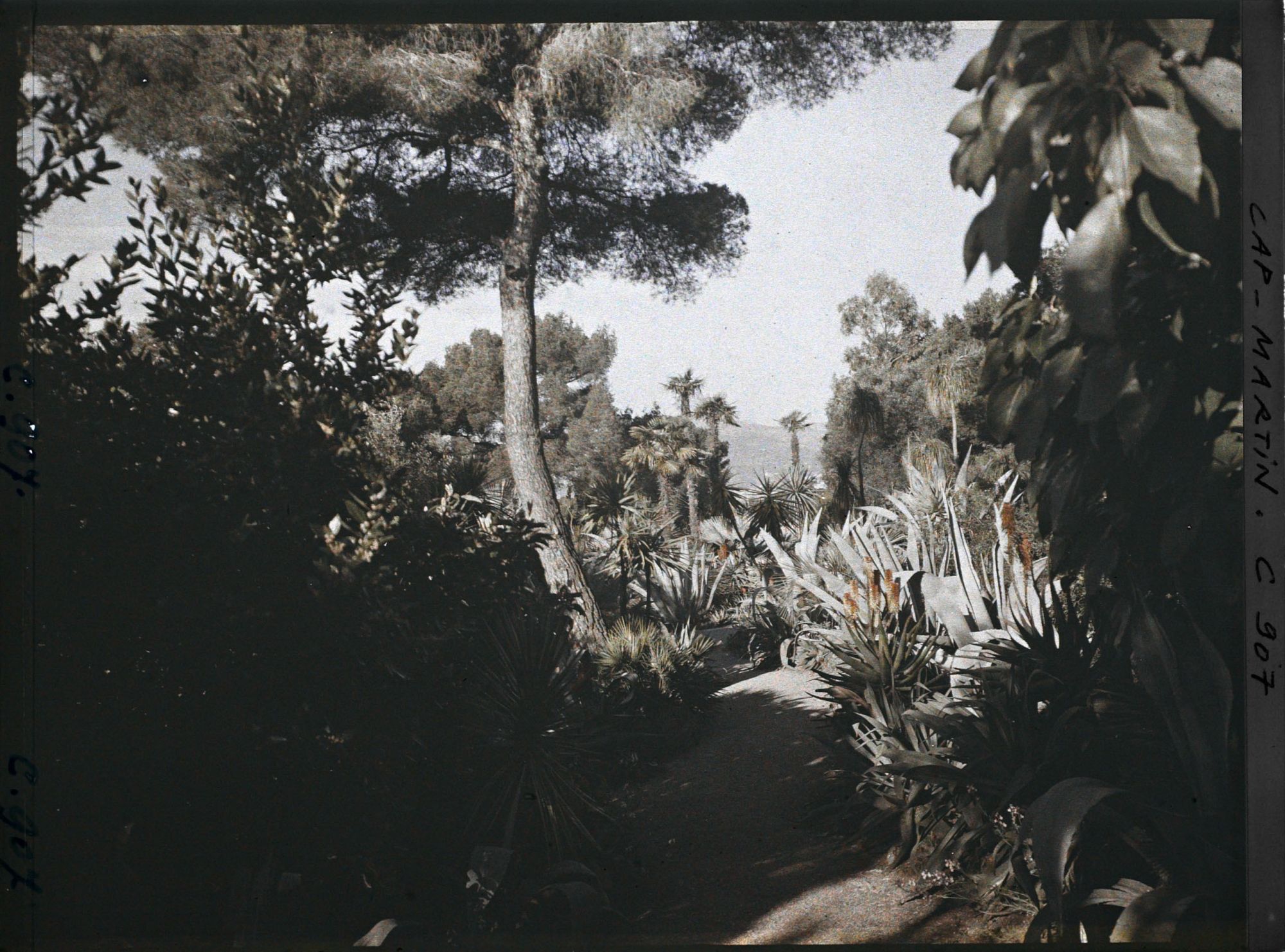 Image représentant Le Jardin pris le matin vers Monaco