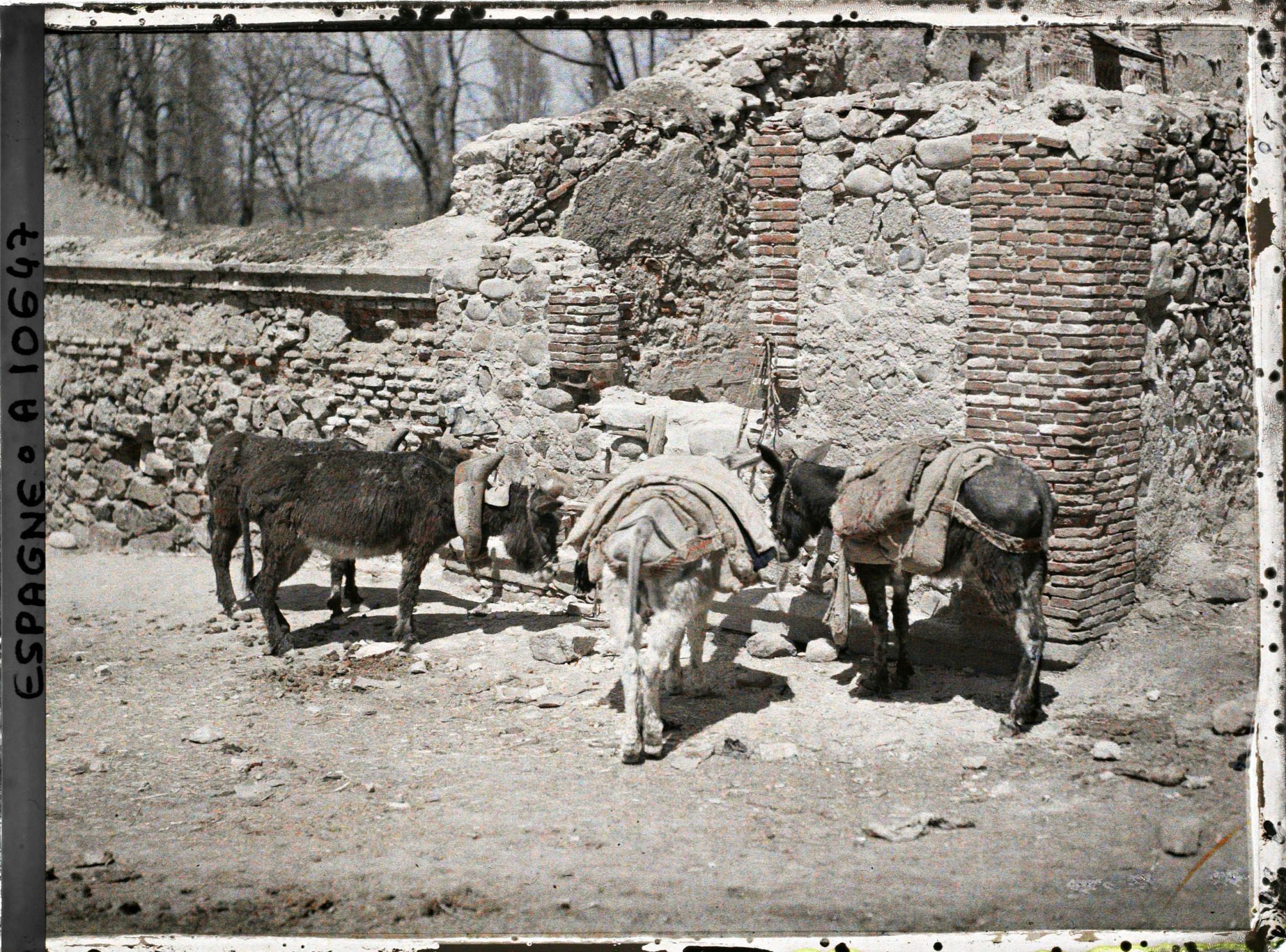 Image représentant Espagne, Près de Ségovie, Groupe de petits ânes à la Granja