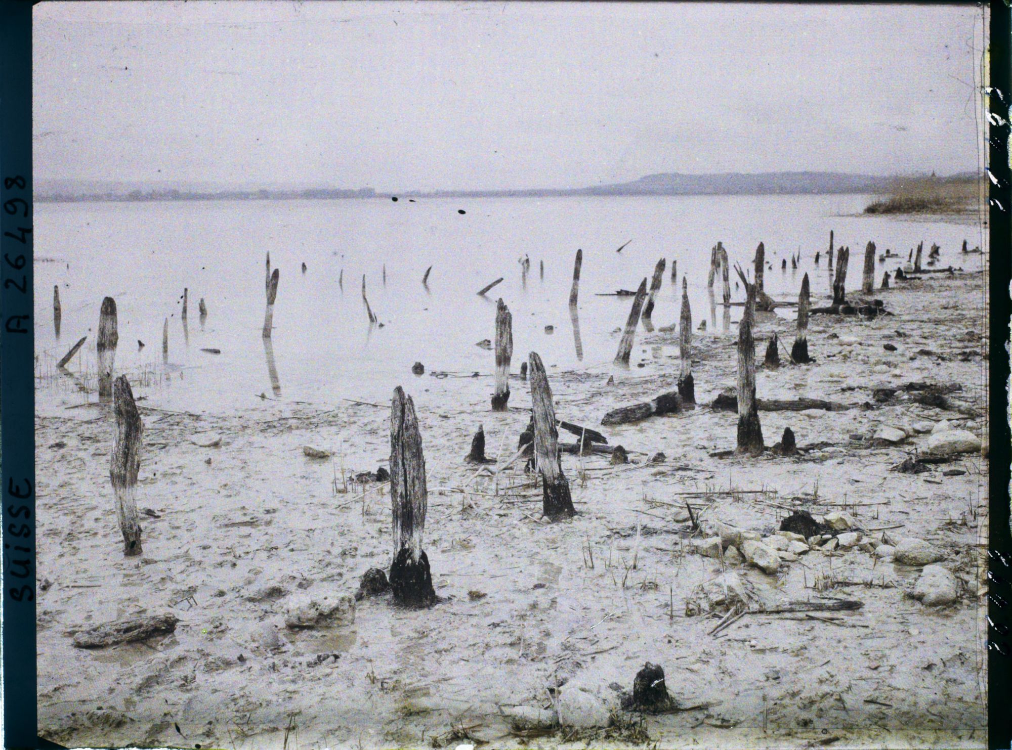 Image représentant Site palafittique préhistorique des Alpes, pieux en bois visibles lors de la baisse des eaux après la grande sécheresse de 1921