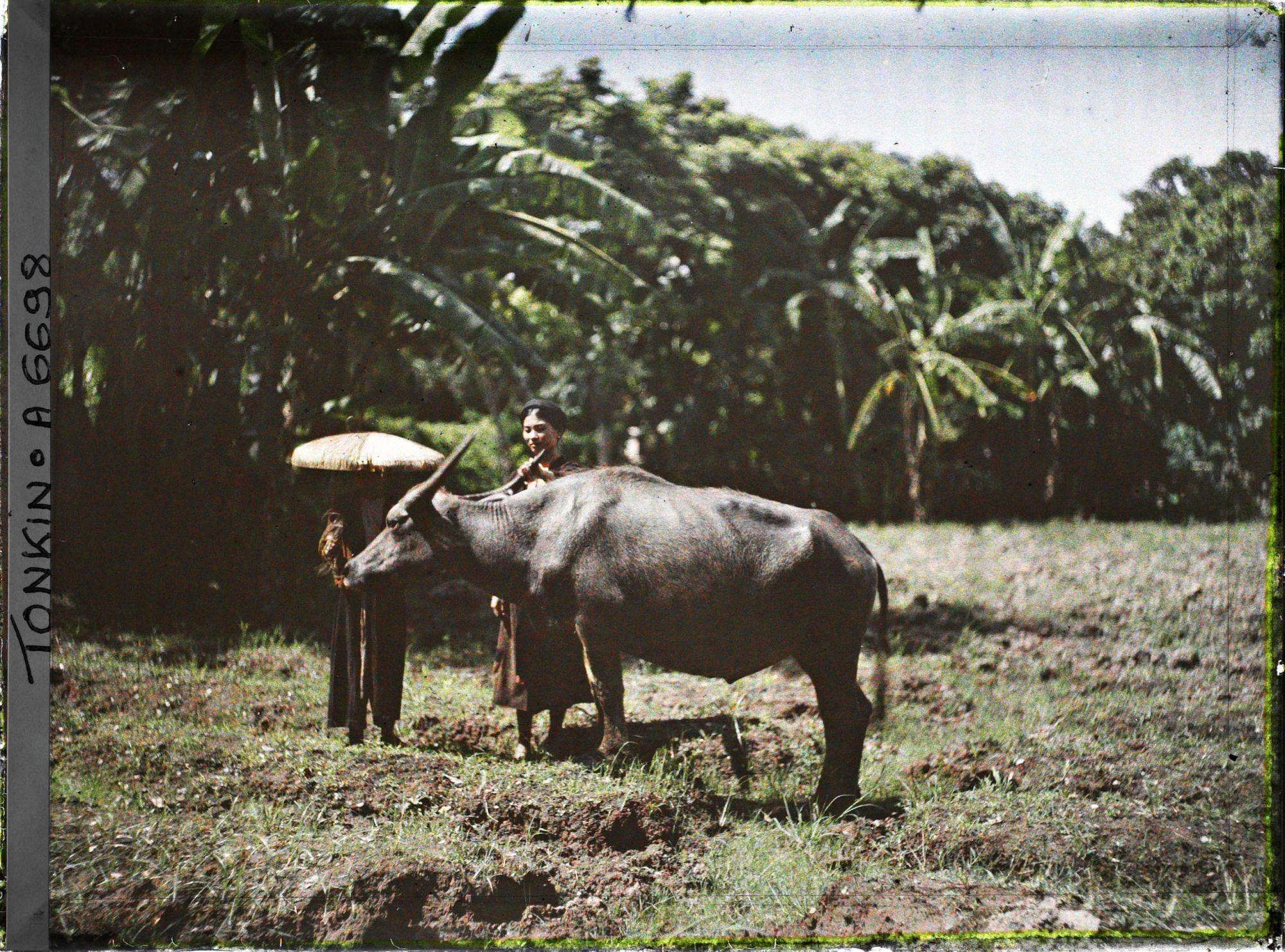 Image représentant Un buffle et sa gardienne