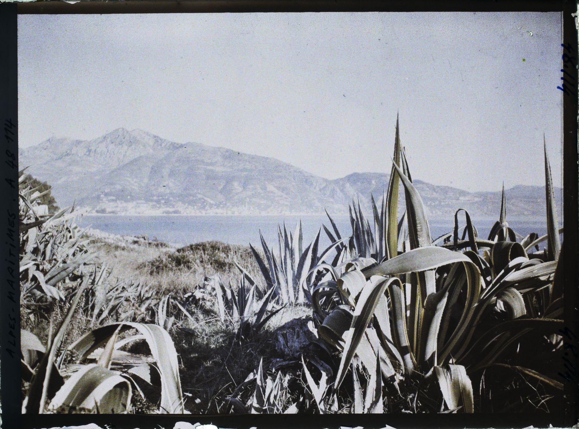 Image représentant Panorama sur Menton, vu depuis le rivage du cap Martin parsemé d'agaves