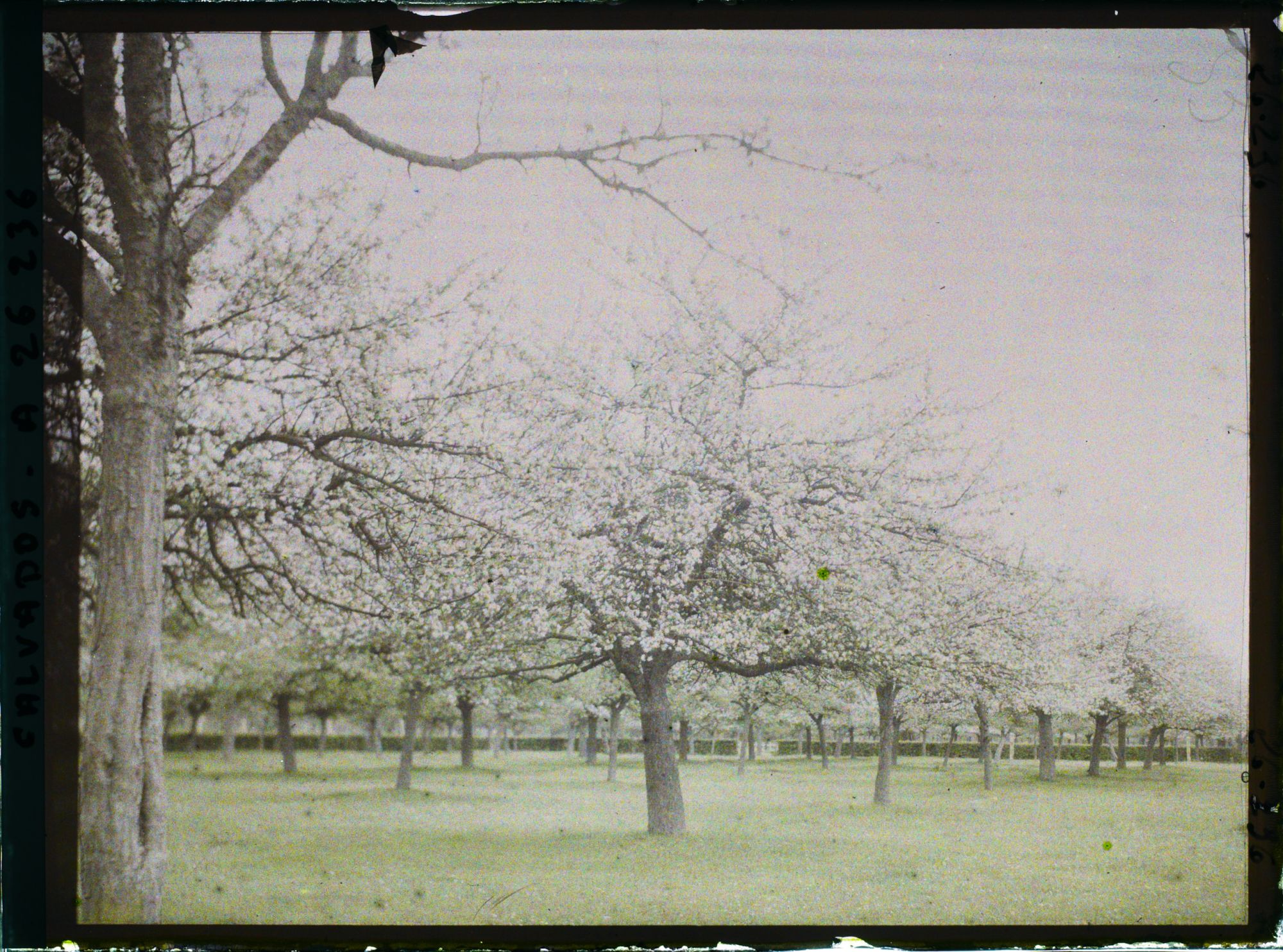 Image représentant Pommiers en fleurs