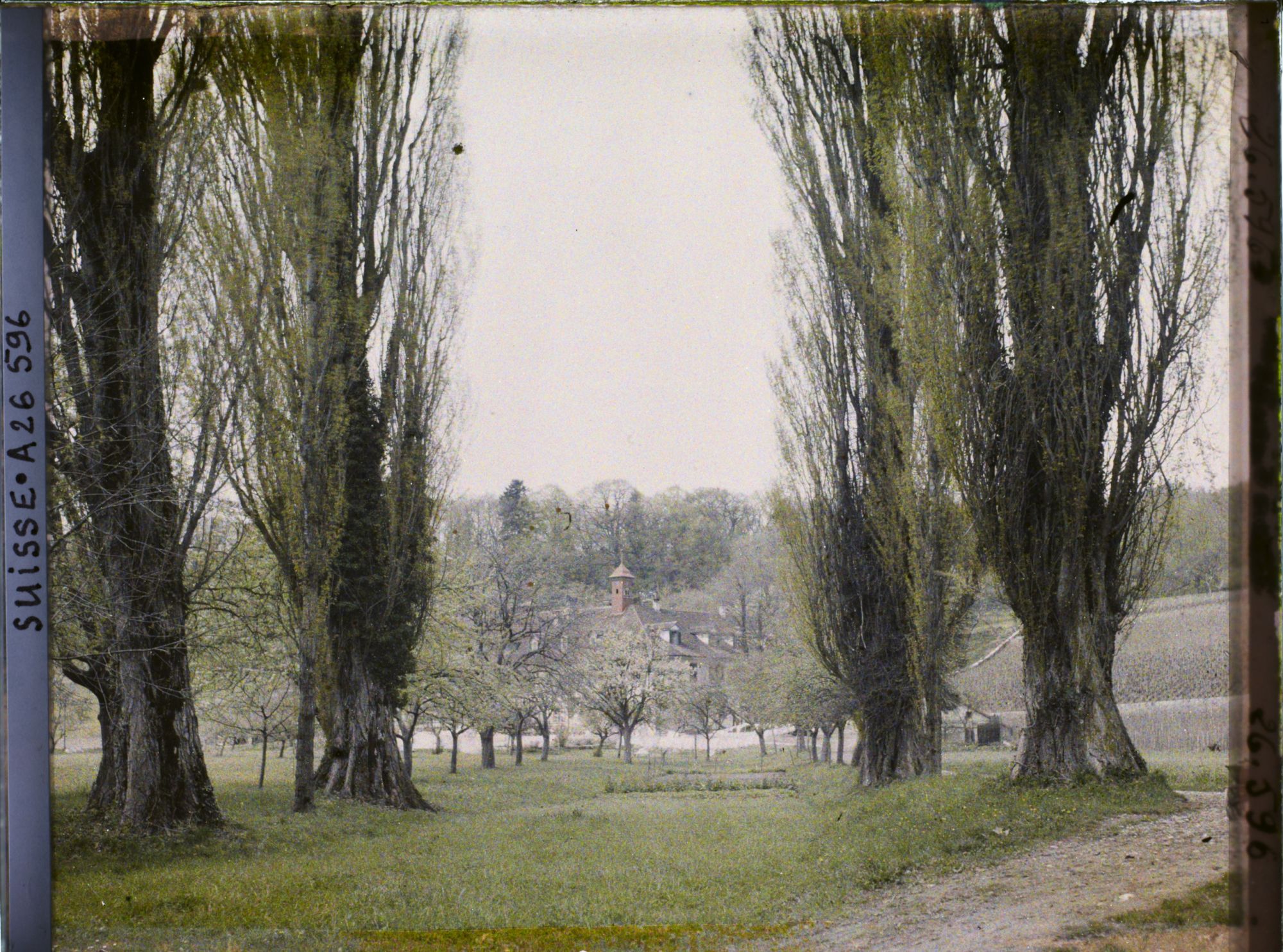 Image représentant L'allée de peupliers qui mène à l'ancien cloître clunisien de l'île Saint-Pierre reconverti en hôtel