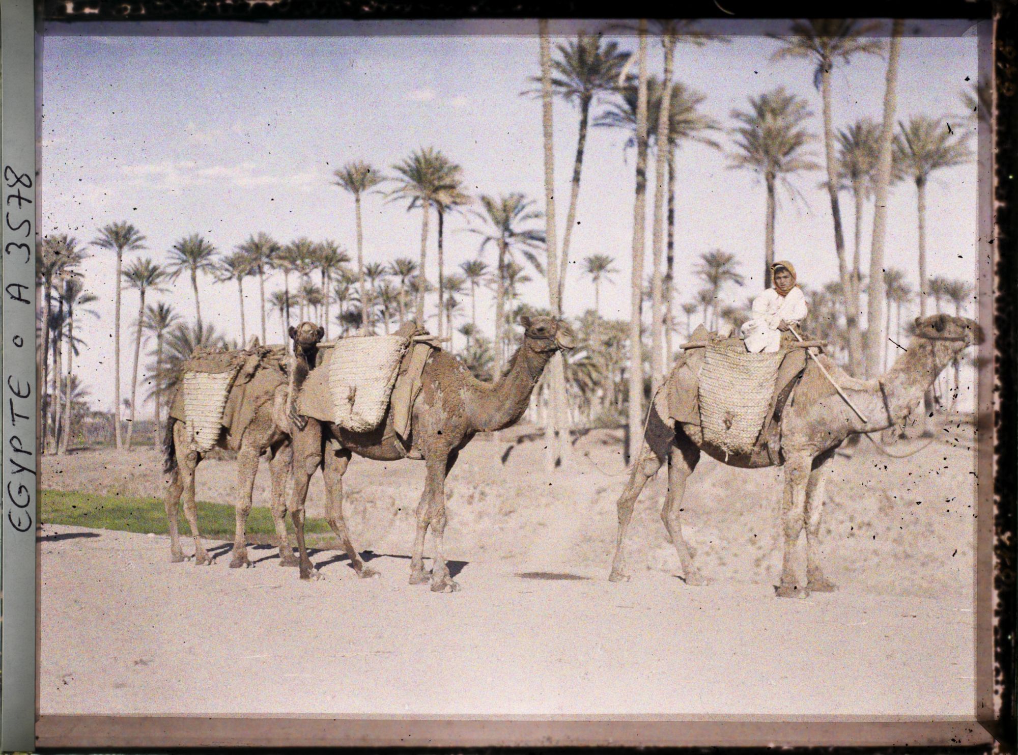 Image représentant Des chameaux sur la route, près du village de Badrashin