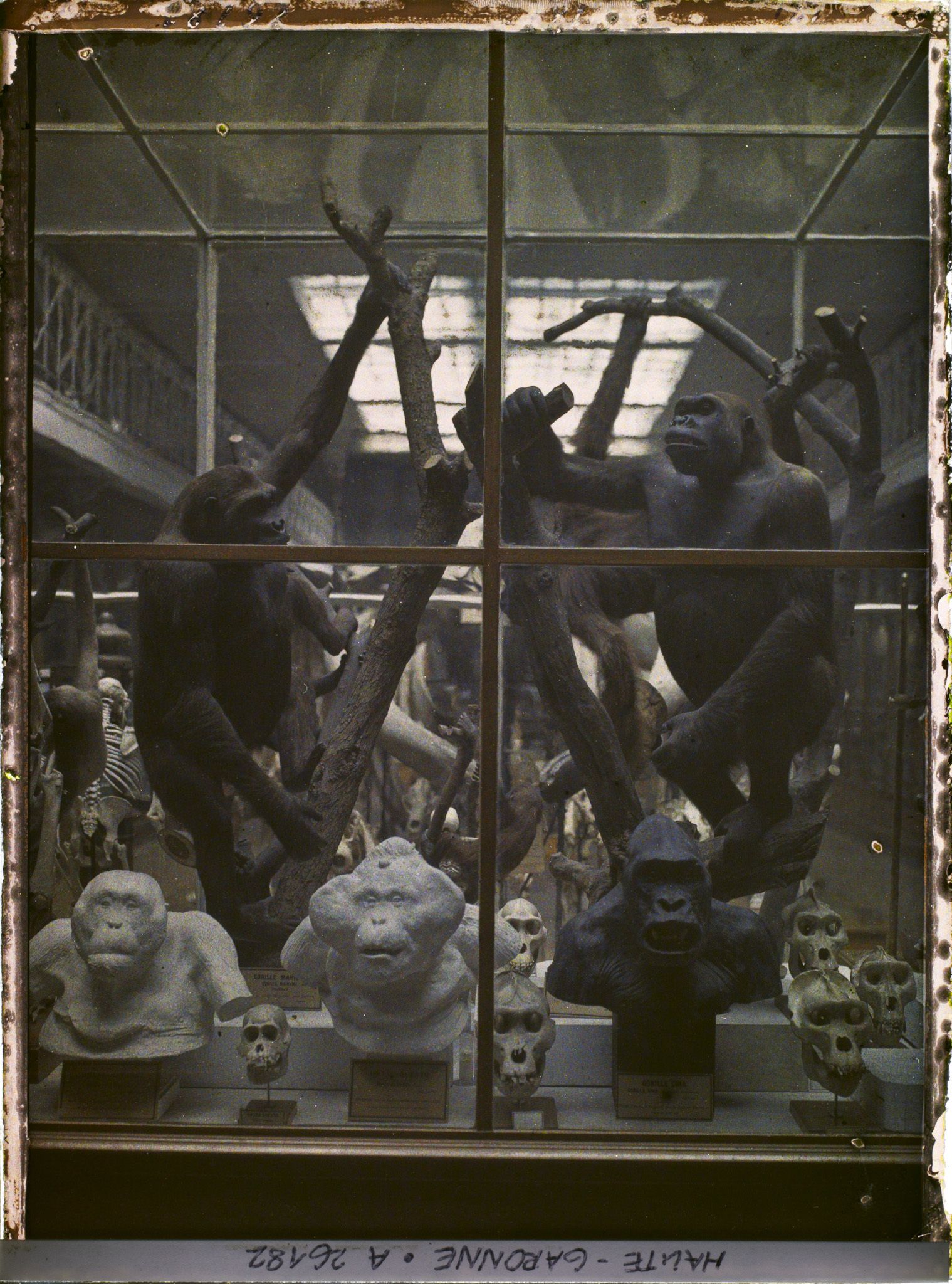 Image représentant Une des vitrines du museum d'histoire naturelle