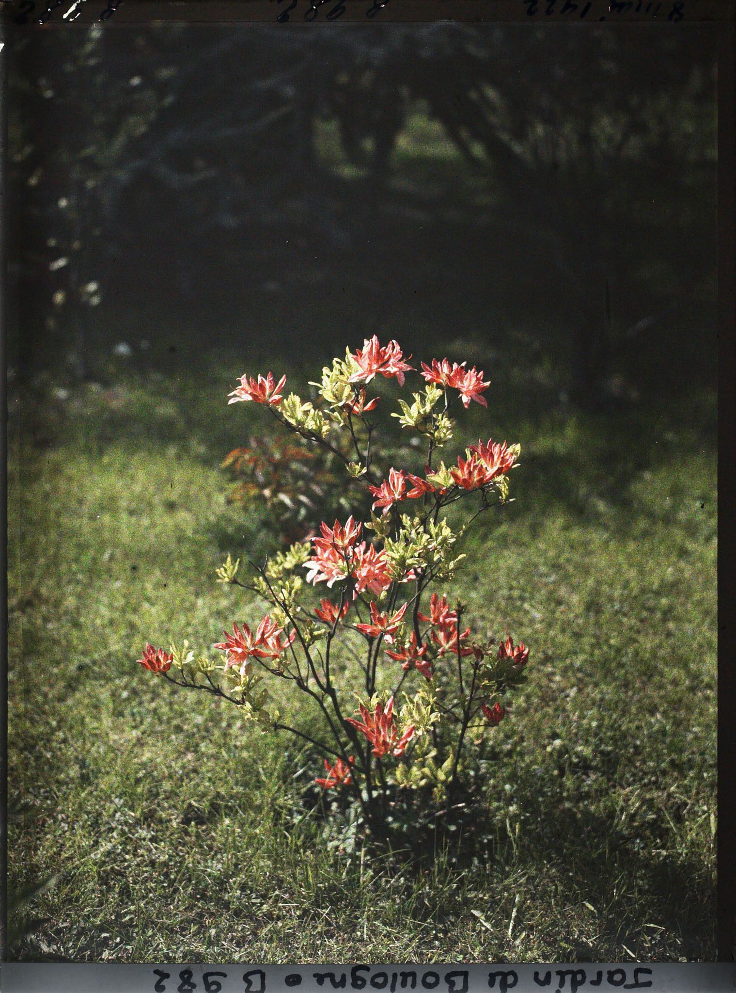 Image représentant Forêt bleue ou jardin japonais ?
