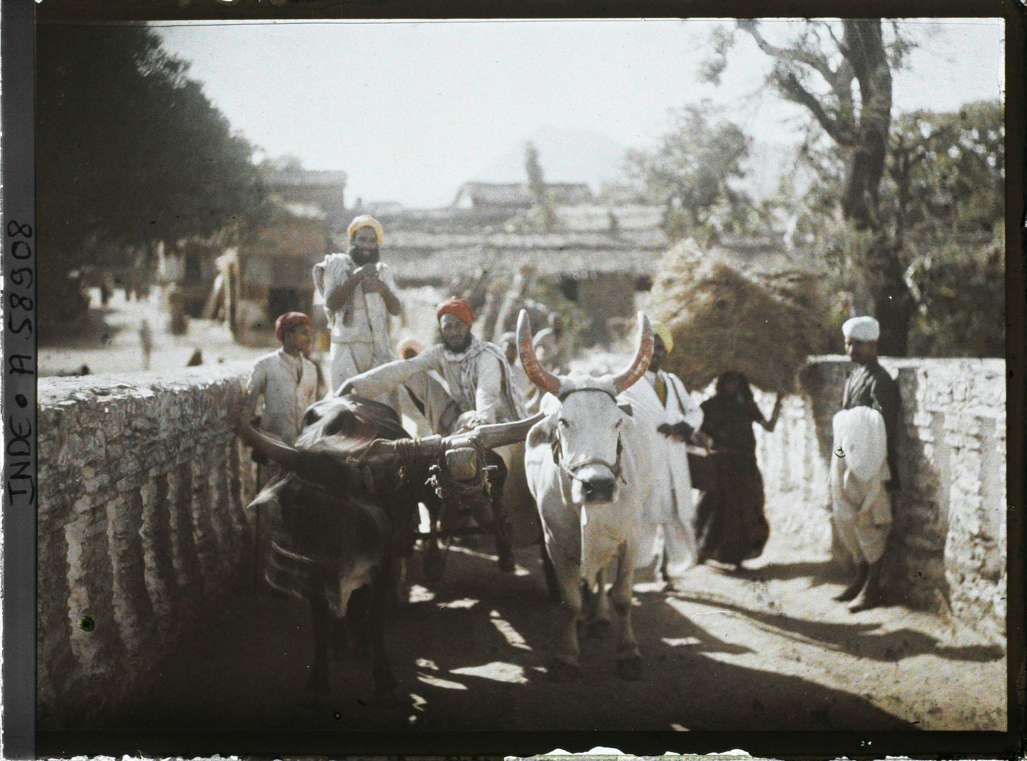 Image représentant Attelage de boeufs