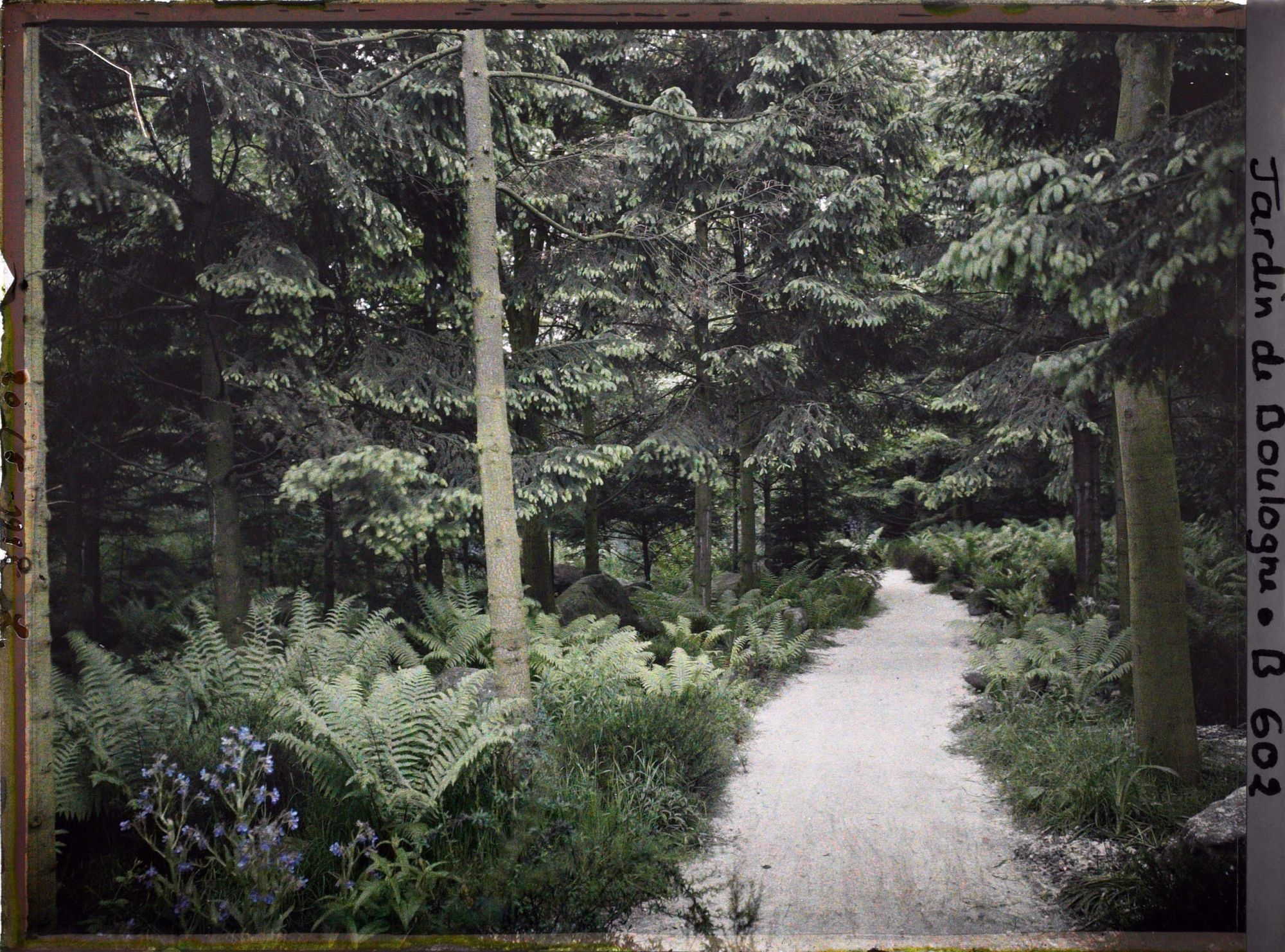 Image représentant La forêt vosgienne