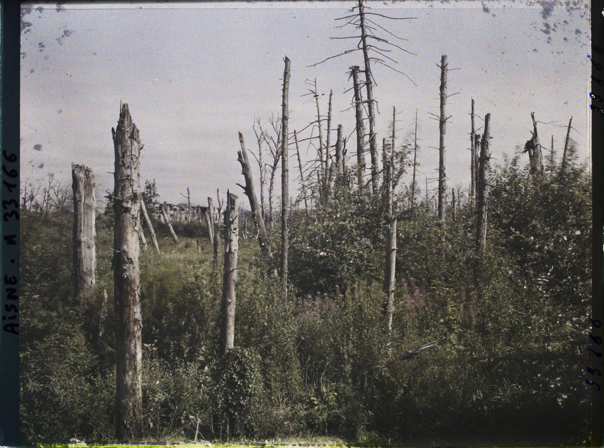 Image représentant France, Pinon, Arbres Déchiquetés