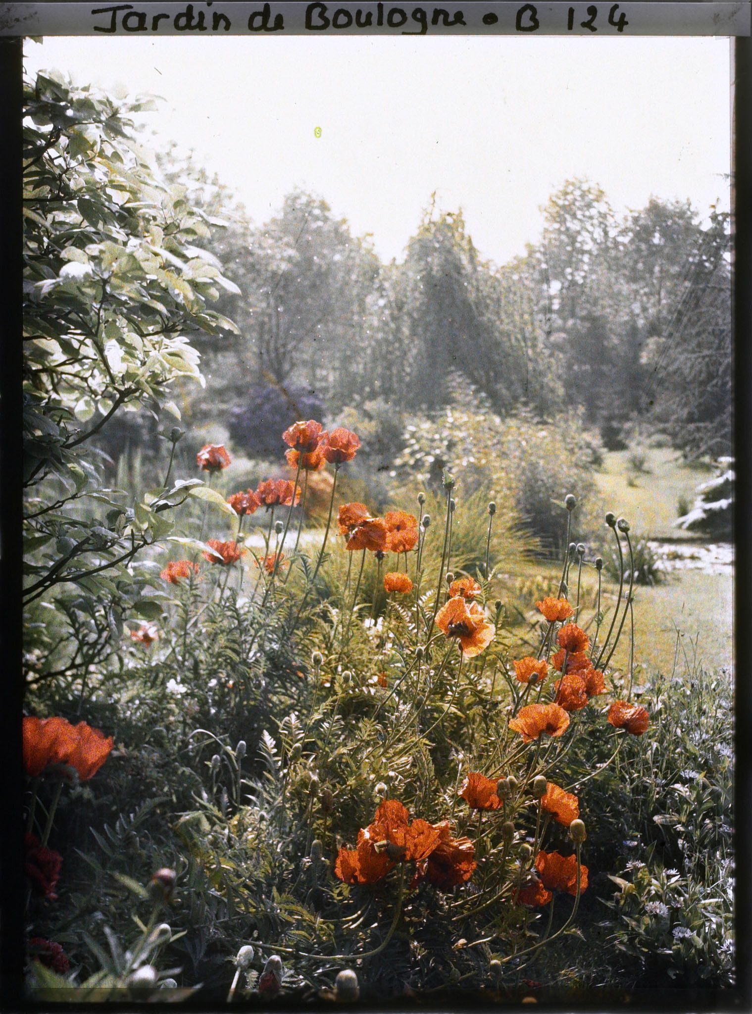 Image représentant Massif fleuri, proche de la bande gazonnée séparant les " étangs " du marais, vu vers l'est, sud-est