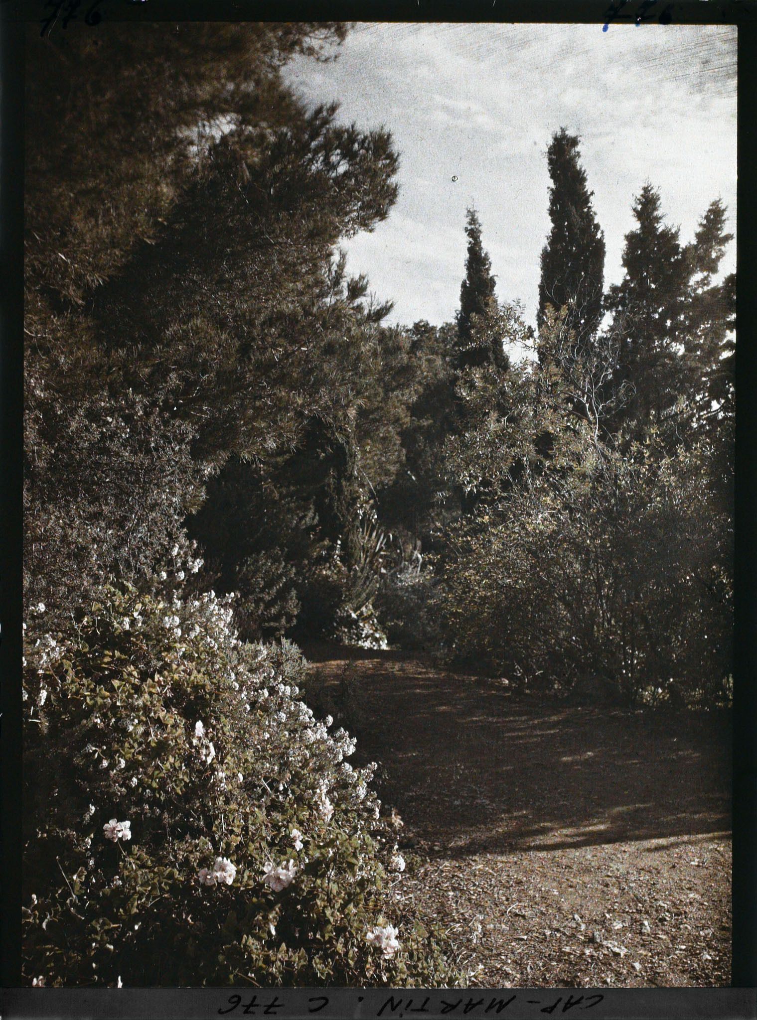 Image représentant allée partie basse du jardin