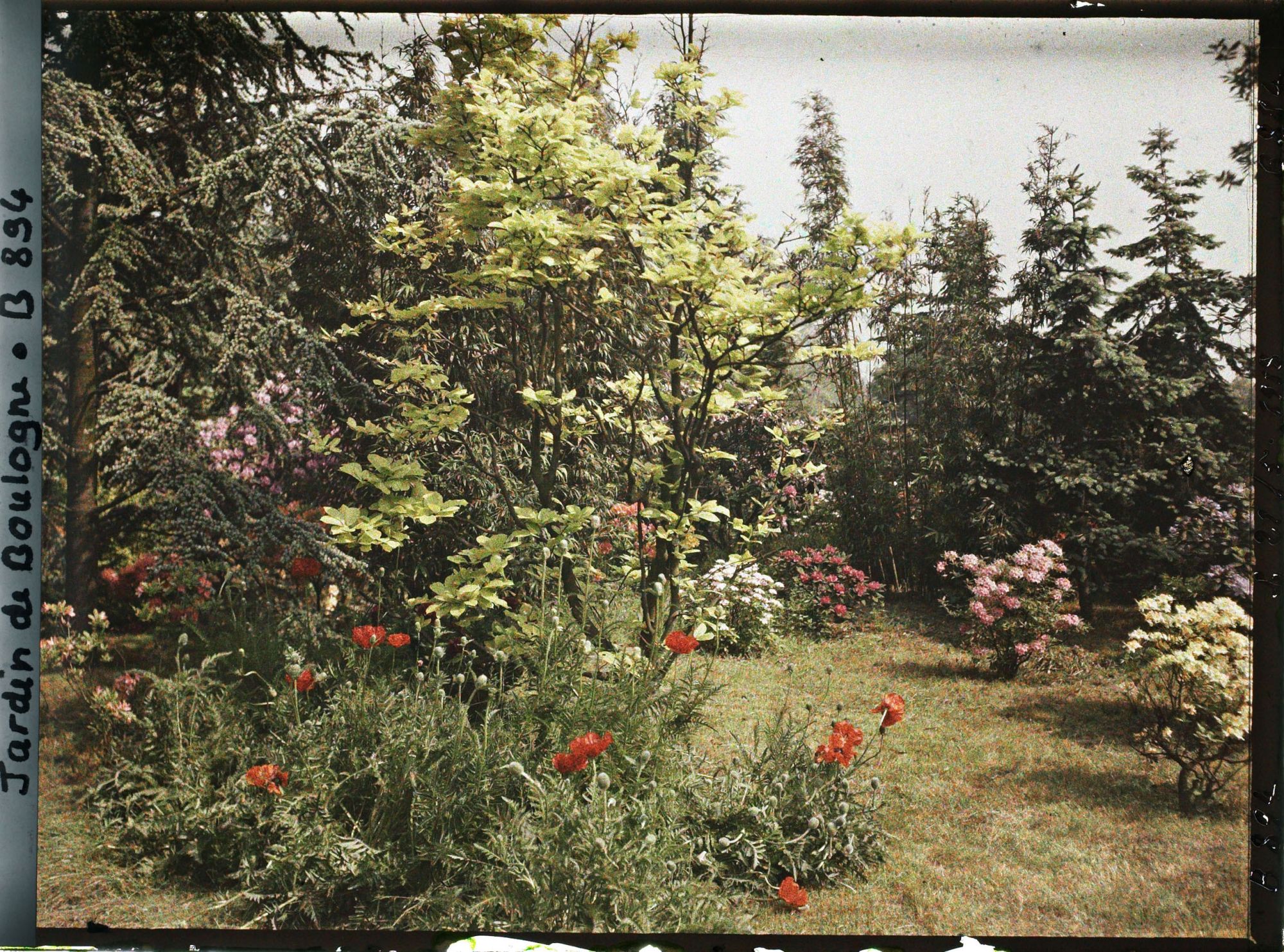 Image représentant Azalées, pavots et rhodos près de la forêt bleue et du marais